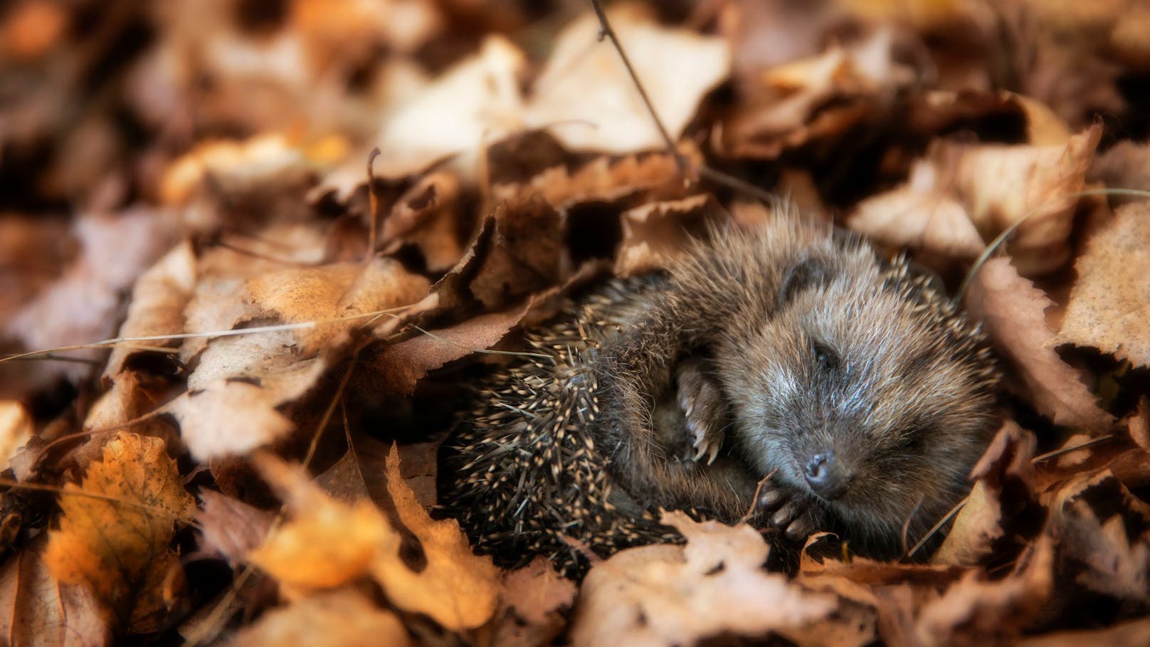 Wenn Igel kleiner als Paprikas sind, musst du das tun