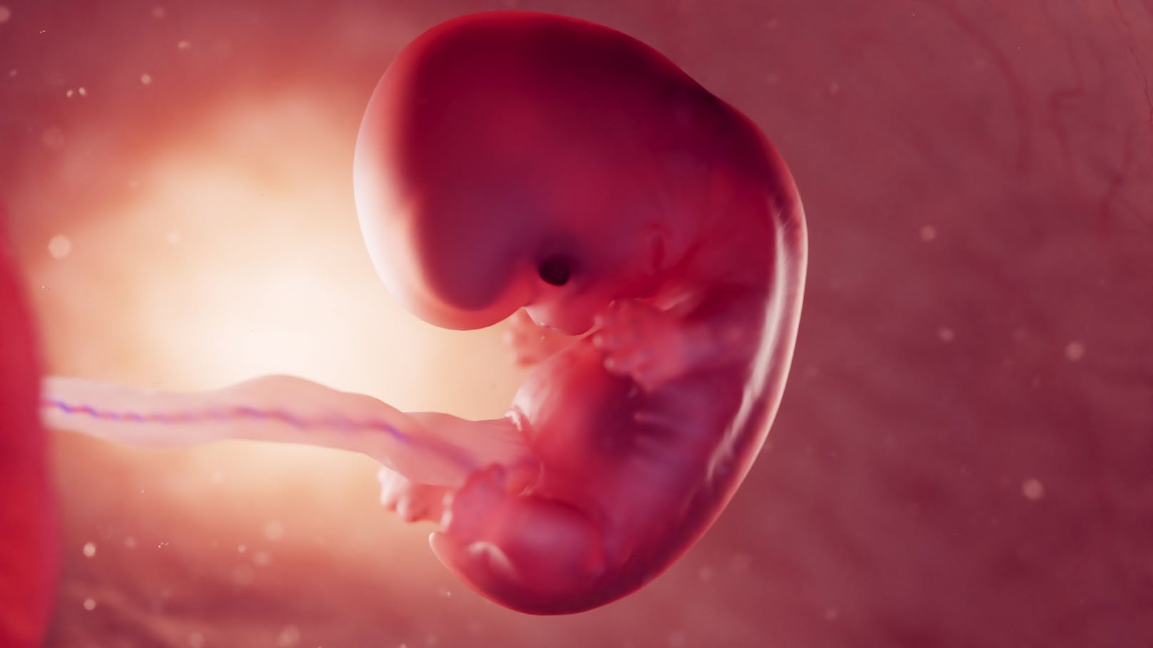 Ein Embryo ist ein Lebewesen in der Frühphase seiner Entwicklung.