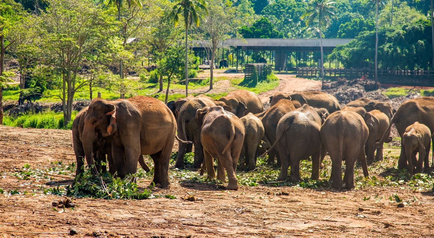 Wenn sich Elefanten auf die Ernte stürzen, sind Farmer natürlich wenig begeistert.