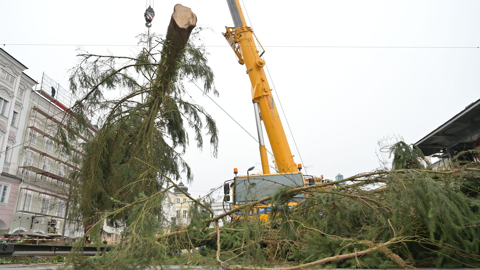 Die Tanne wiegt rund 2.500 Kilo und ist knapp 26 Meter hoch.