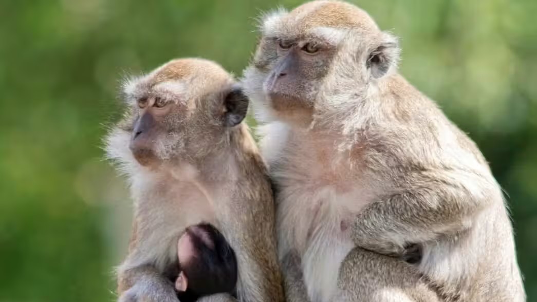 Einem Forschungslabor in den USA sind 40 Affen entwischt. Es handelt sich dabei wohl um Makaken oder Kapuzineraffen, eine genaue Angabe zur Art machten die Behörden nicht.