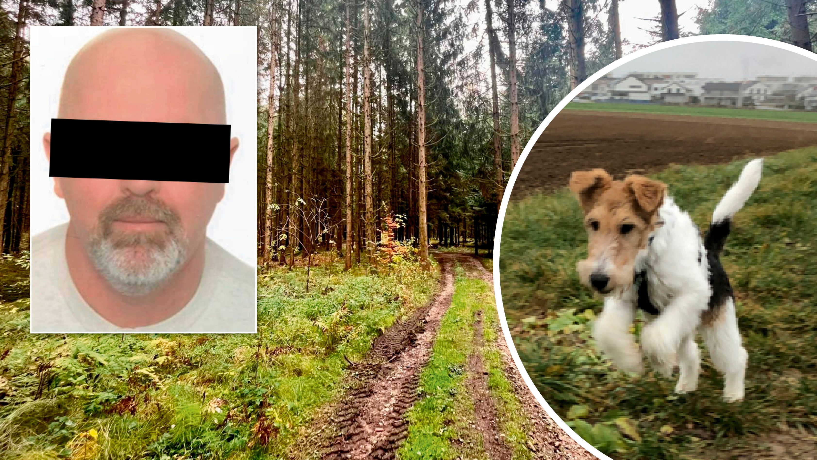 Roland D. wurde von seinen eigenen Hunden gesucht, aber nicht gefunden. Die Foxterrier (Symbolfoto) sind in einem Tierheim untergekommen.