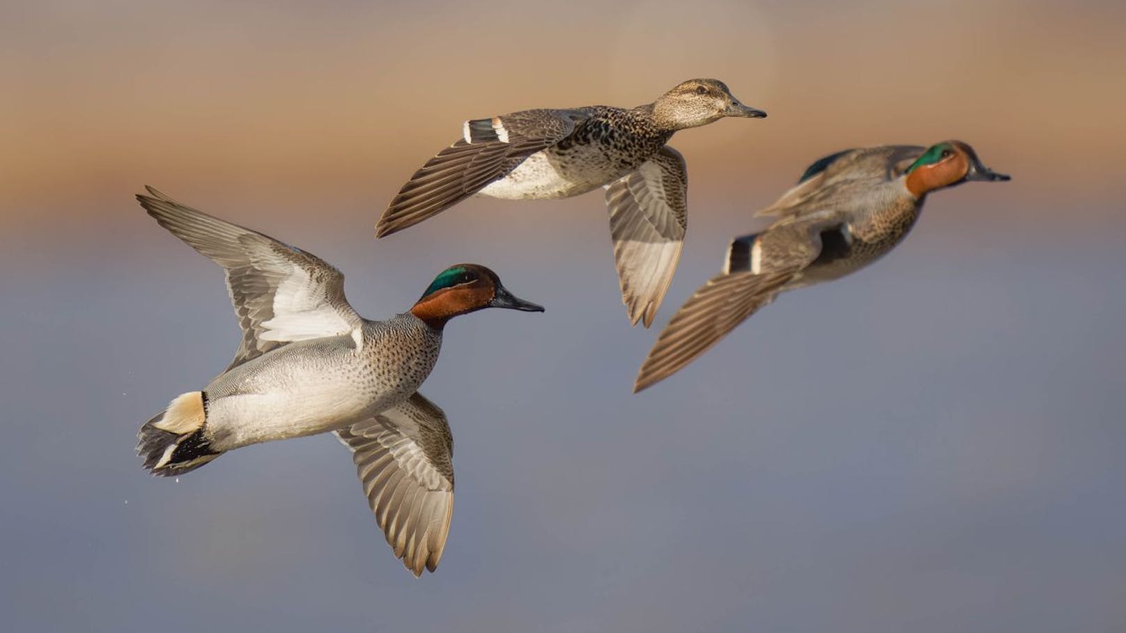 Die Krickente im Flug.