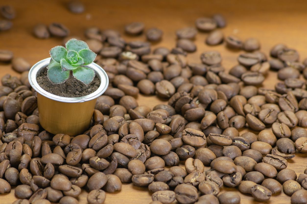 Heute.at - Umweltfreundlicher Kaffeegenuss ohne Kompromisse