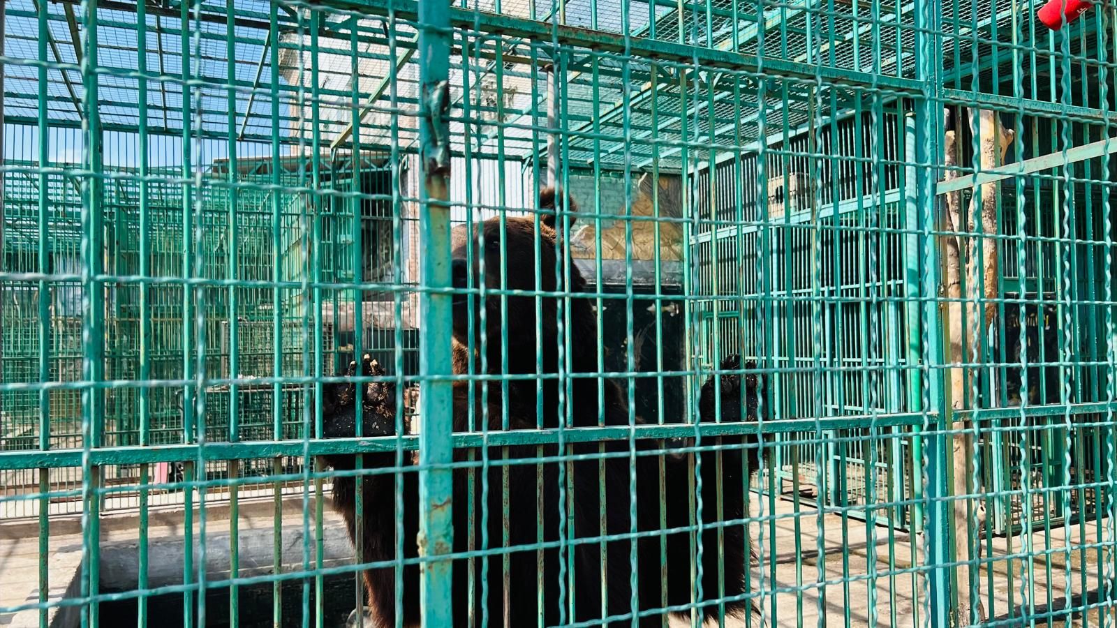 Ein Bärenpärchen aus der ukrainischen Region Donezk wurde jetzt von Vier Pfoten gerettet.