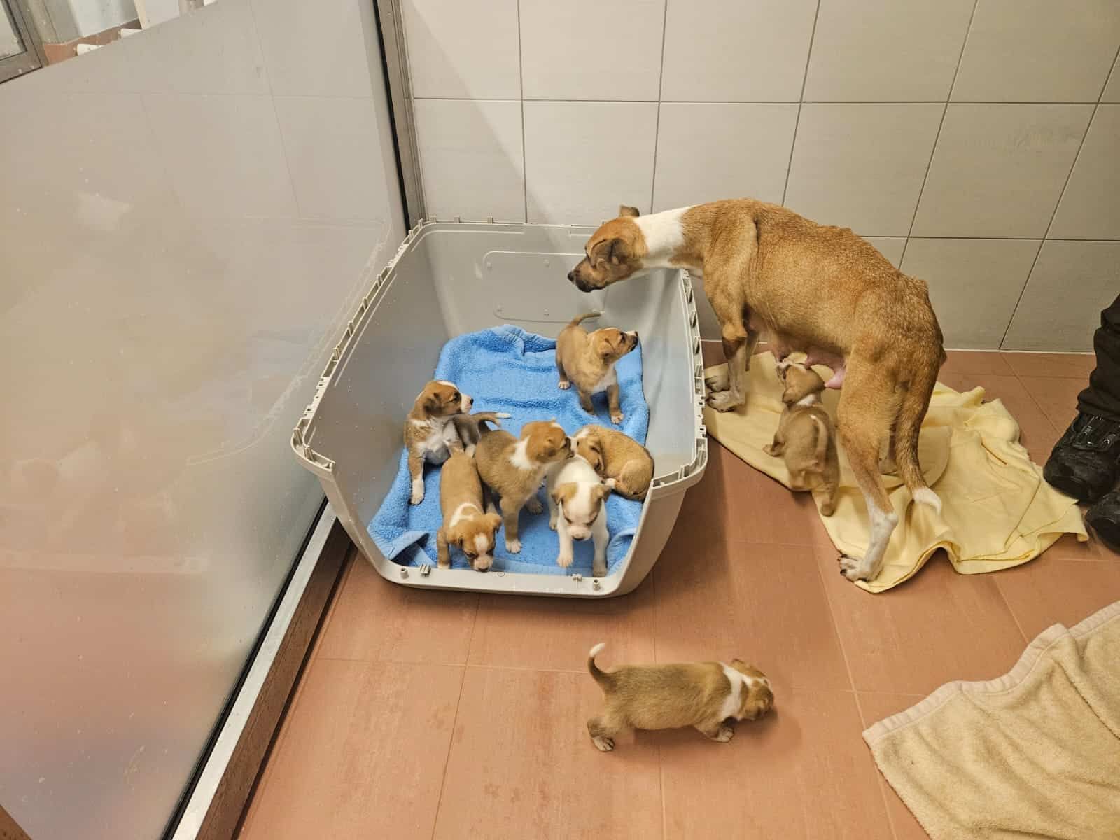 Eine Hundemama und ihre acht Welpen wurden im 22. Bezirk ausgesetzt.