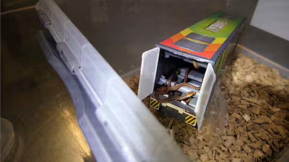 In zwei Paketen aus Indonesien hat der Zoll insgesamt 14 Schlangen sichergestellt.