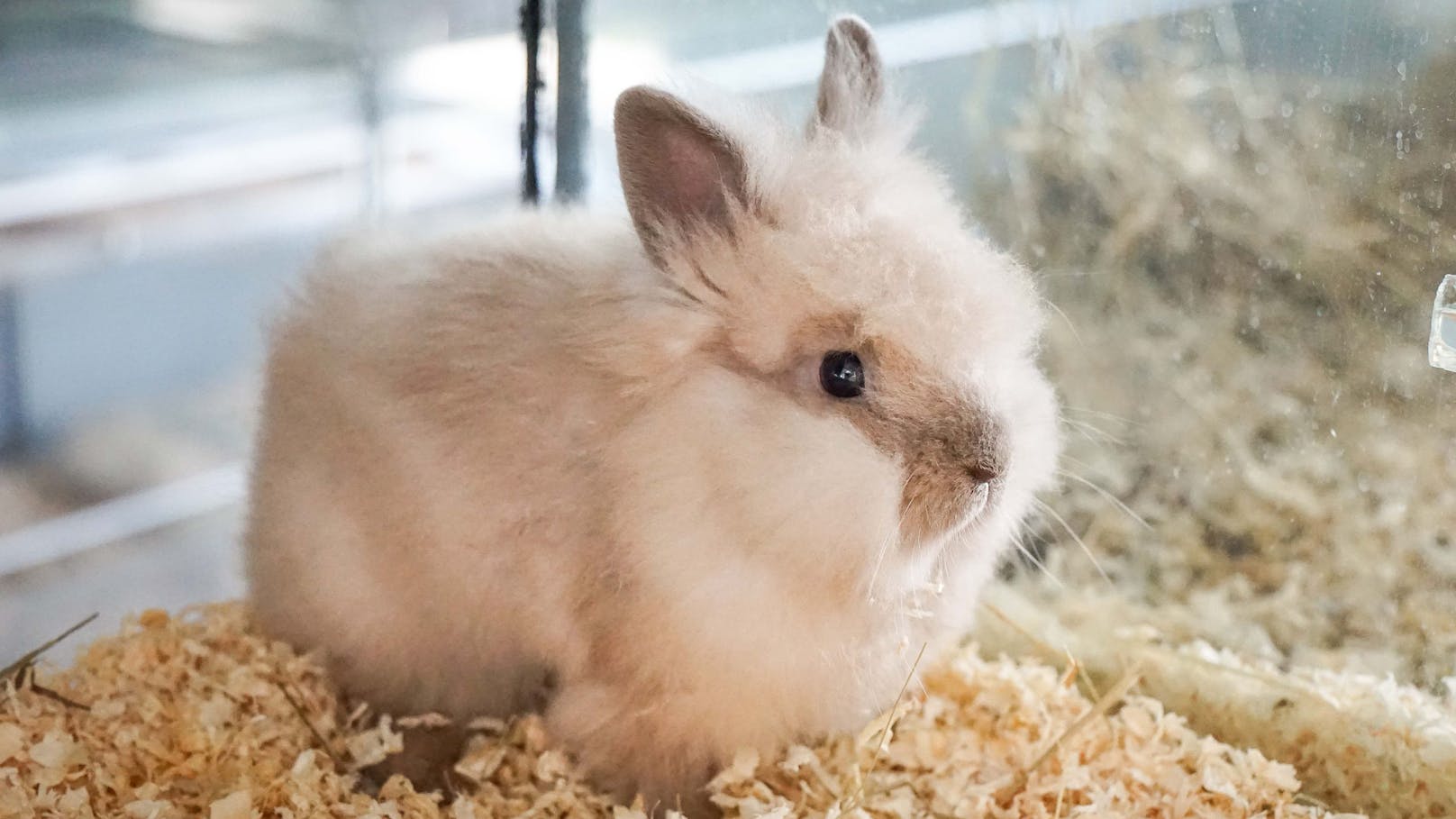 <strong>OZZIE:</strong> Das drei Monate alte Kaninchen ist ein kleiner Charmeur auf vier Pfoten! Mit seinem neugierigen Blick und den frechen Ohren erkundet Ozzie gerne jede Ecke und lässt sich dabei von nichts aufhalten. Er liebt es, wie ein kleiner Wirbelwind durchs Gehege zu flitzen und zwischendurch genüsslich an frischem Grünzeug zu knabbern.