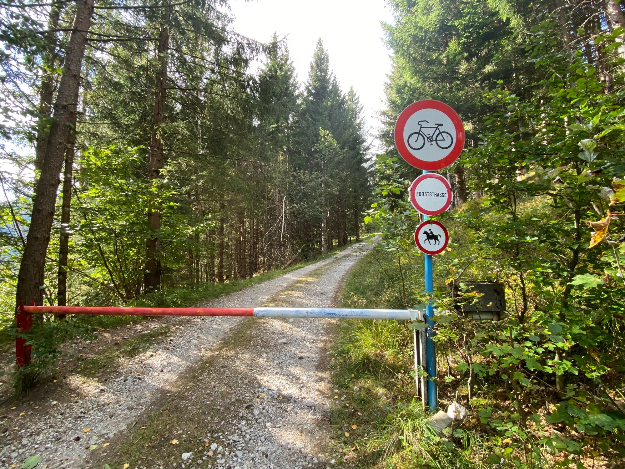 Der Steirer kam nicht mehr lebend aus dem Wald. (Symbolbild)