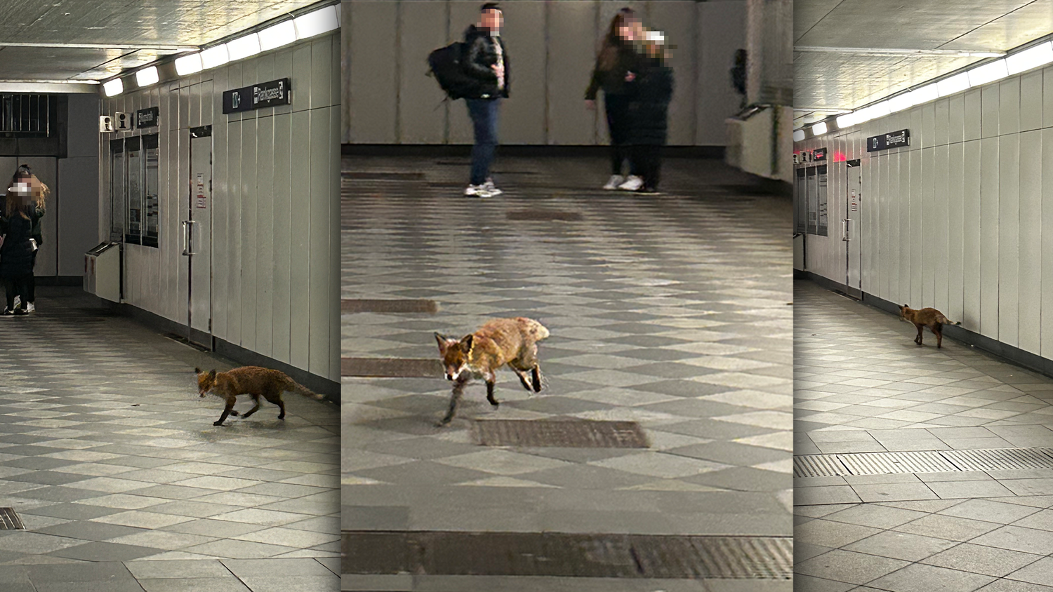 Hier wollte der kleine Fuchs offenbar nicht hin. Der Waldbewohner irrte am Sonntagabend in der Wiener U-Bahn herum.