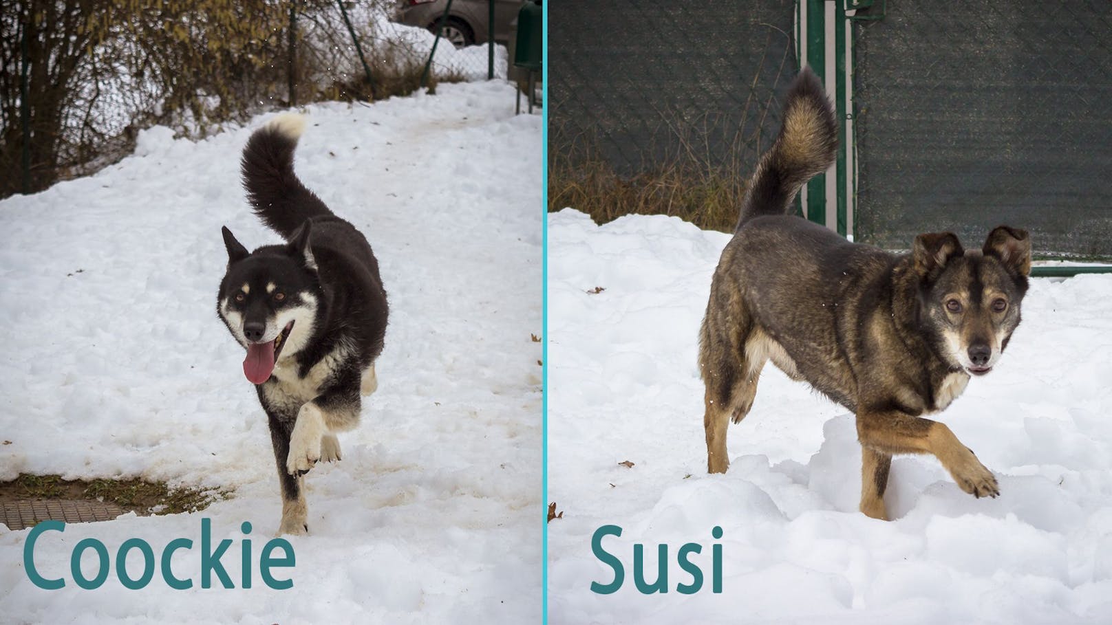 Das Pärchen "Coockie" und "Susi" sind ein Herz und eine Seele und sollte unbedingt gemeinsam vermittelt werden.