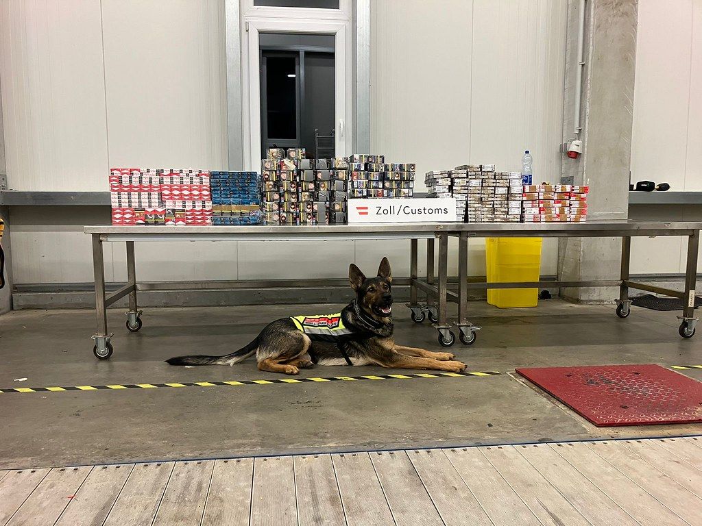 Zollfahnder auf vier Pfoten erschnüffelte Schmuggelware.