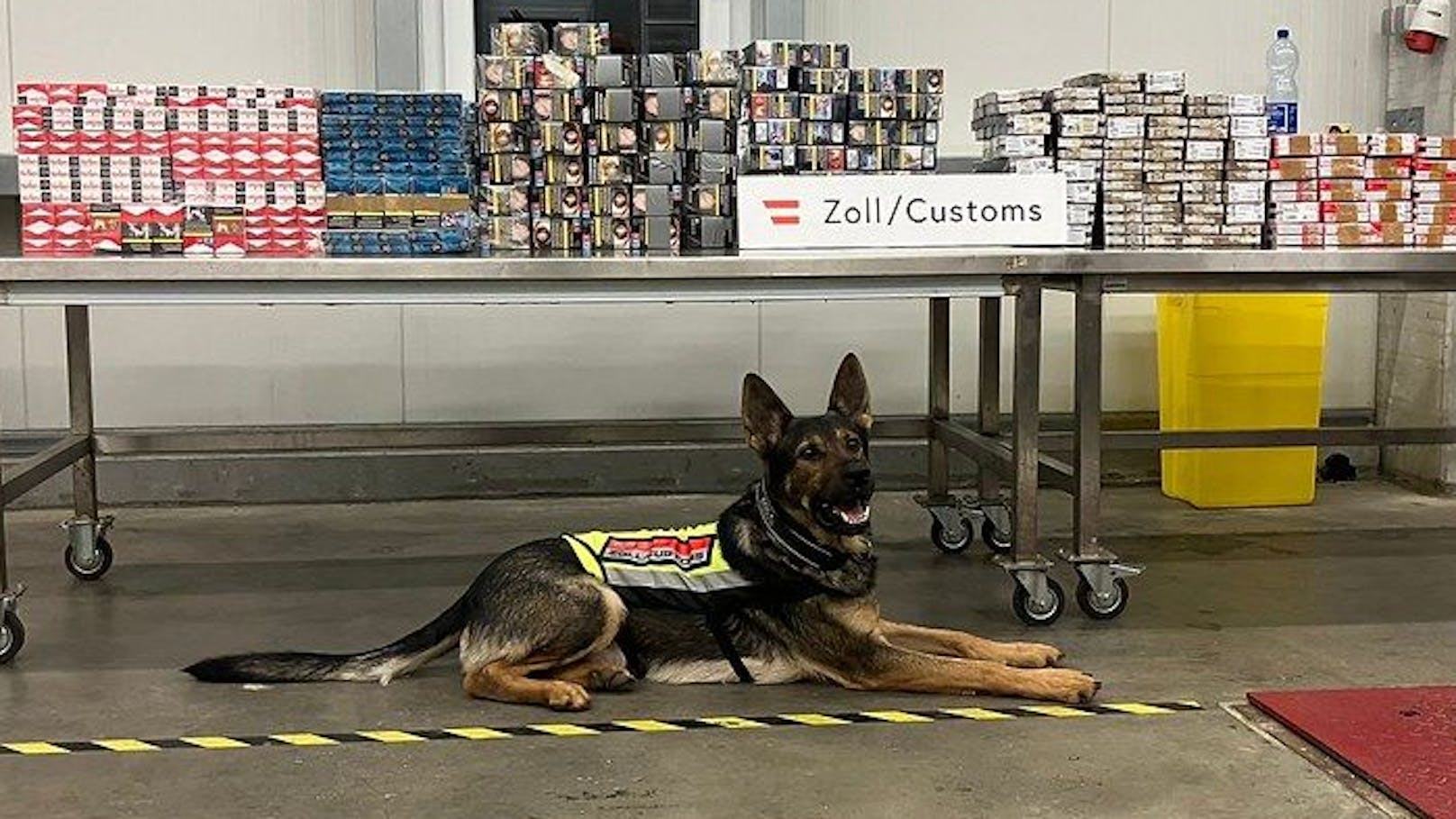 Zoll-Hund Rambo erschnüffelte 42.000 Zigaretten