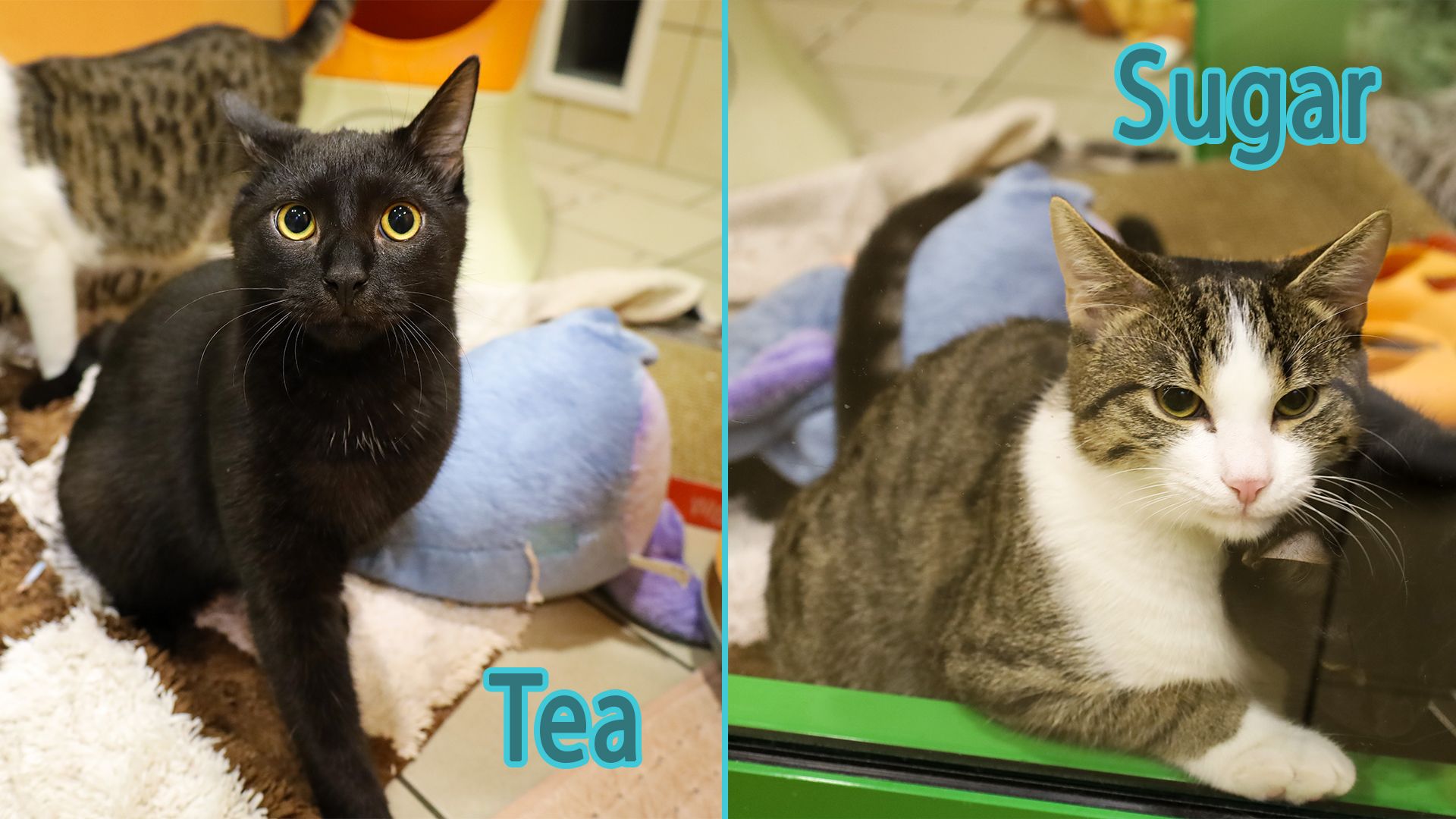 Gleich zwei Pärchen sind in dieser Woche am Stockerl. Die Katzen 