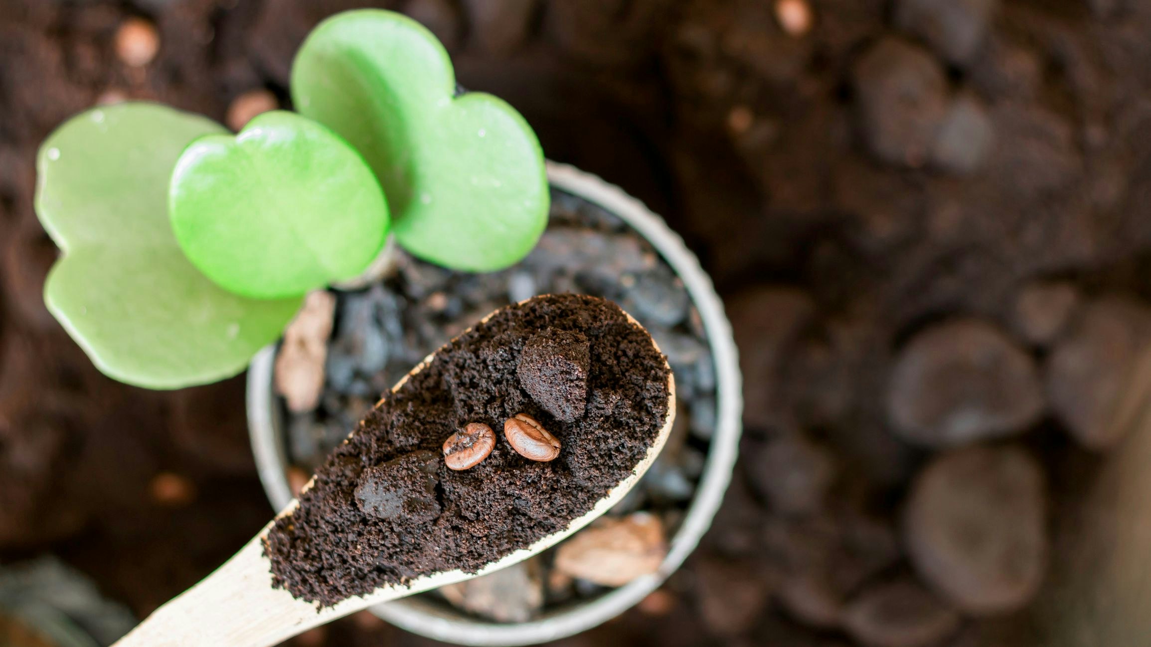 Closeup used coffee grounds in wooden spoon Recycling symbol on coffee grounds - Concept of ecology and recycling