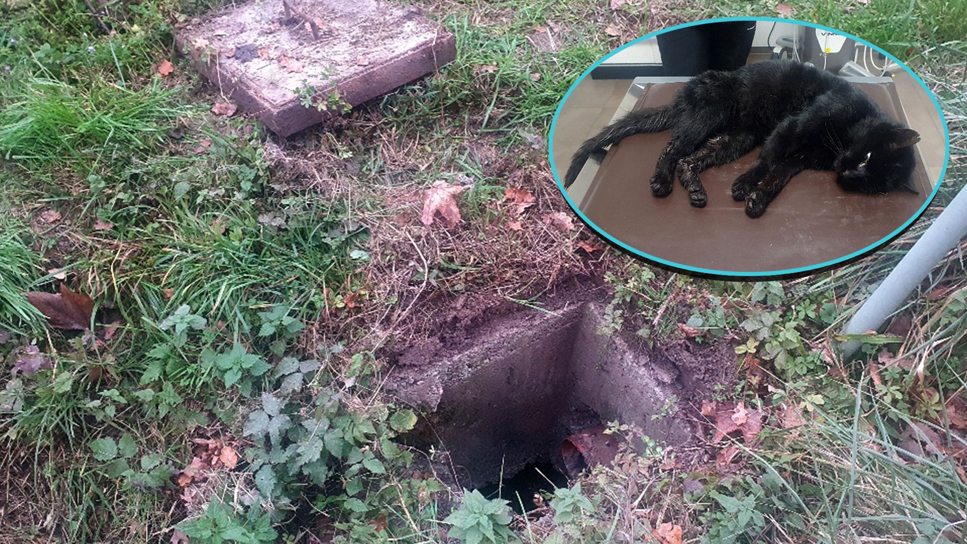 Das kleine Kerlchen war in einem komplizierten Abwasserschachtsystem gefangen.