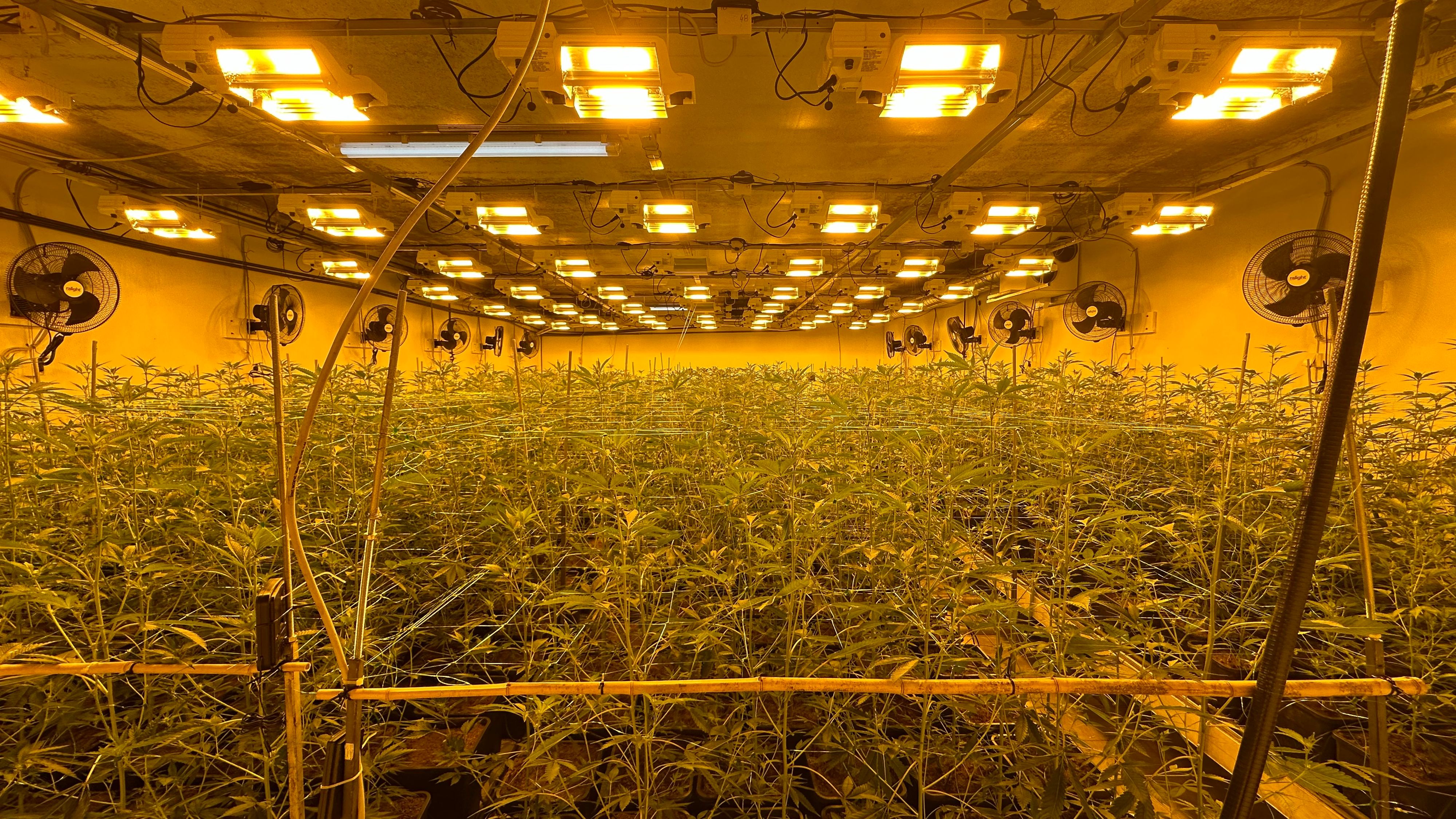 Diese Cannabisplantage wurde ausgehoben.