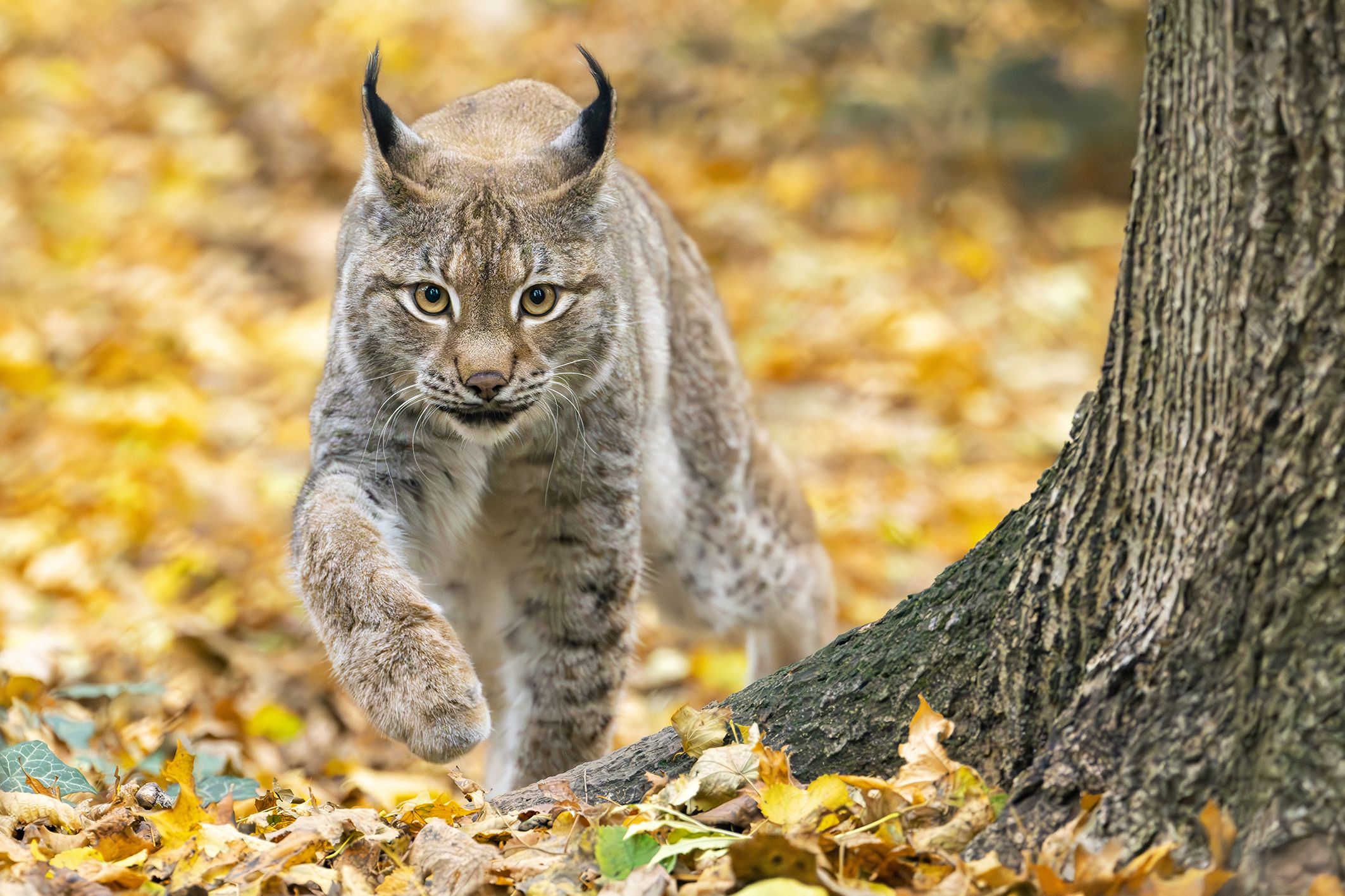 Im Herbst lohnt sich aus diversen Gründen ein Besuch im Tiergarten Schönbrunn.