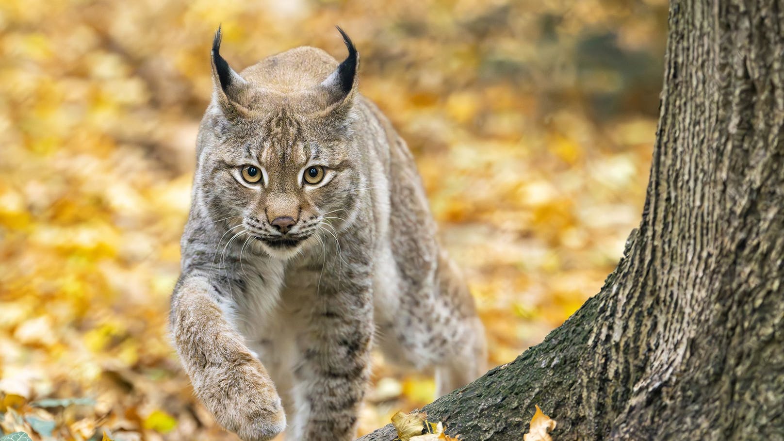 Deshalb lohnt sich ein Herbst-Besuch im Tiergarten