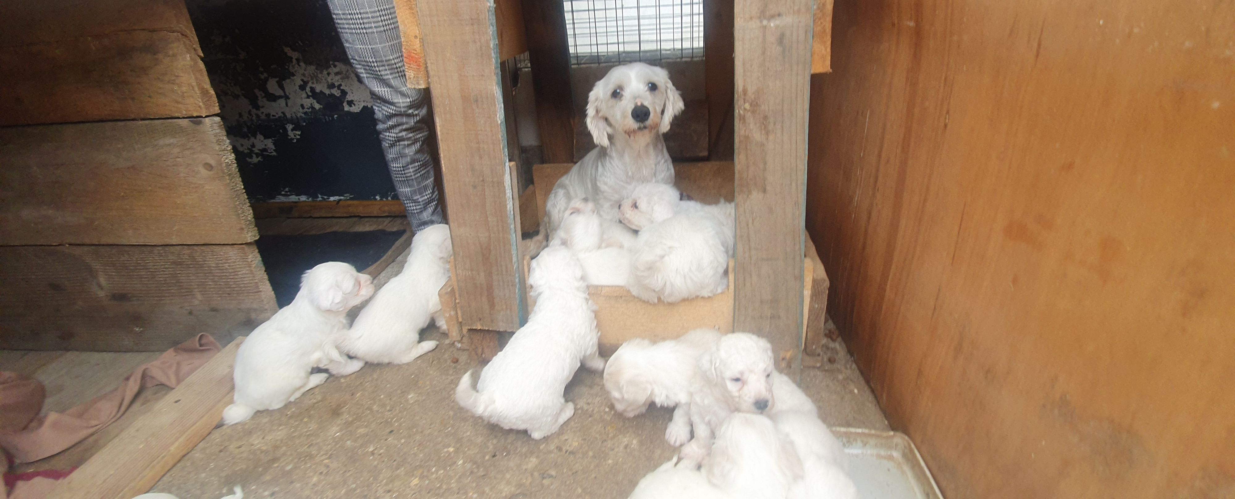 Vor allem im Osten werden Hündinnen grausam ausgebeutet, um ihre Welpen über der Grenze zu verkaufen.