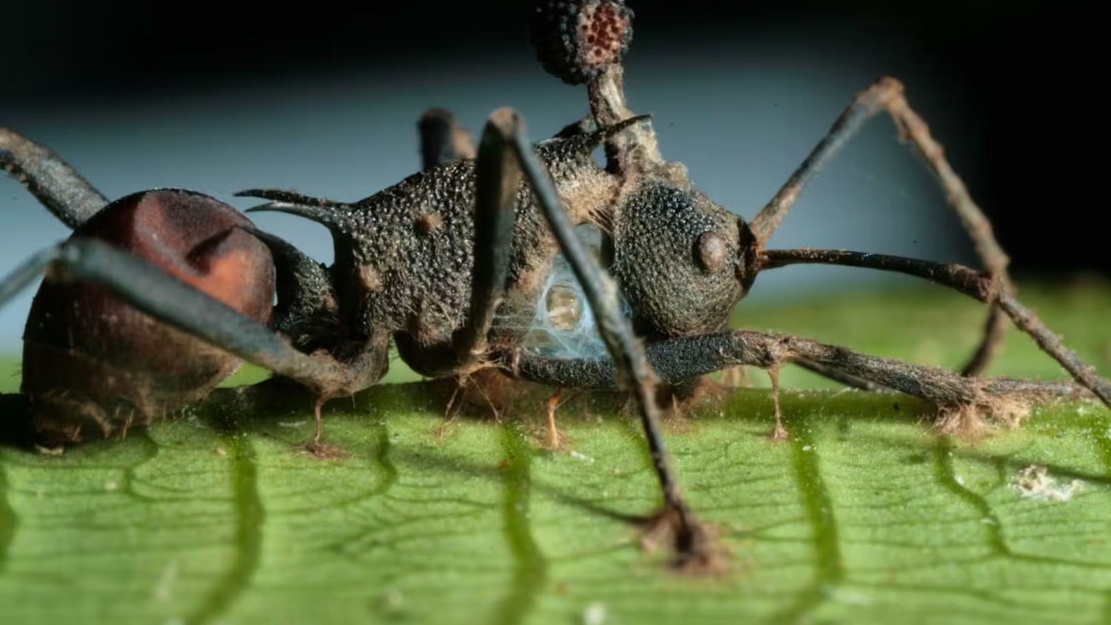 Während die Ameise auf ihren Tod wartet, verdaut der Pilz ihren Körper. (Im Bild: Eine von Ophiocordyceps unilateralis befallene Polyrhachis-armata-Ameise)