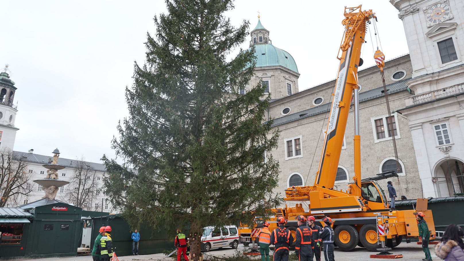 Der Christbaum für den 50. Salzburger Christkindlmarkt am Dom- und Residenzplatz kommt heuer aus Ebenau.