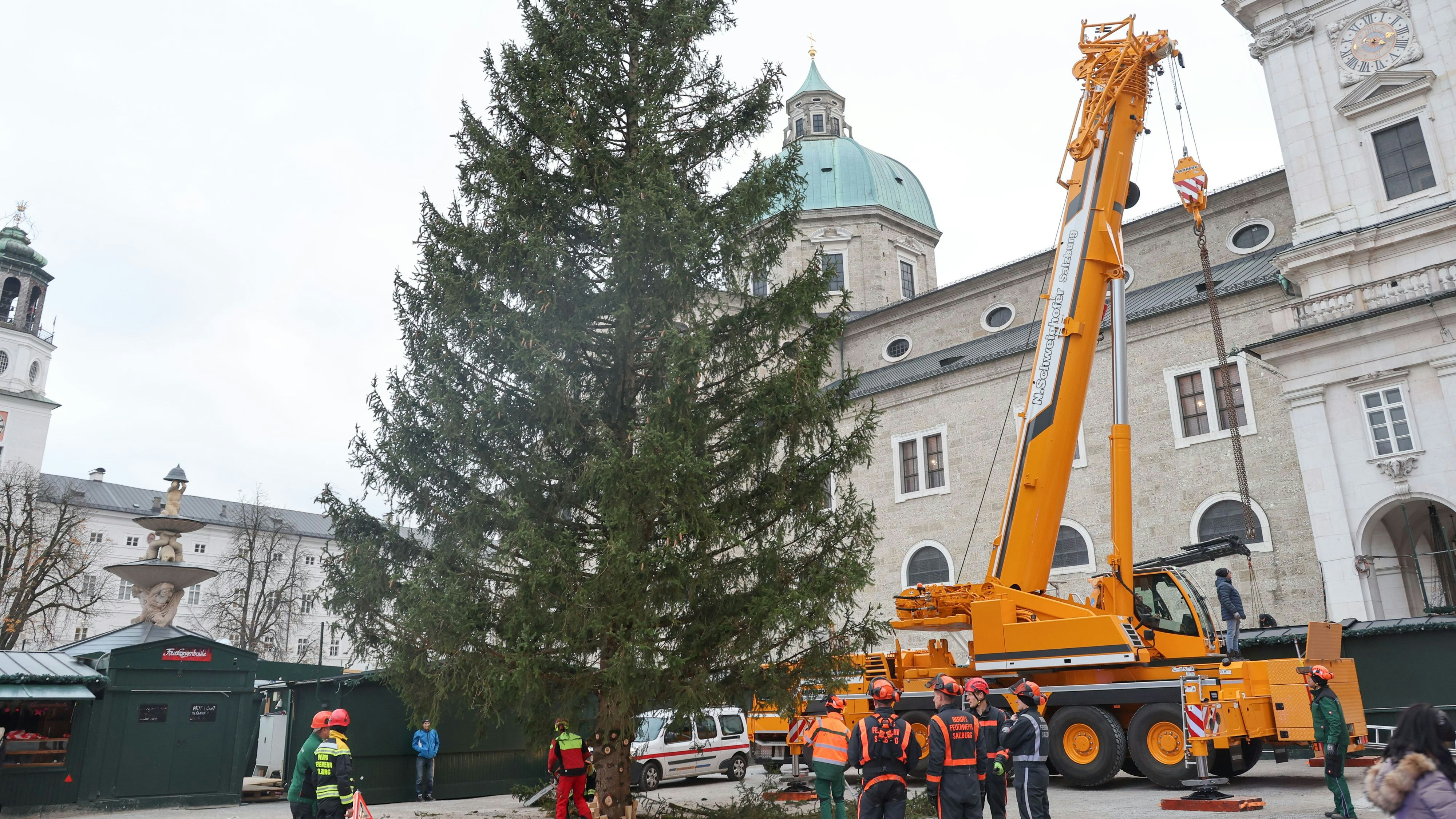 Der Christbaum für den 50. Salzburger Christkindlmarkt am Dom- und Residenzplatz kommt heuer aus Ebenau.