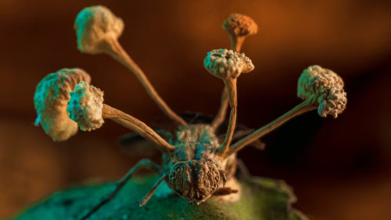 Auf diesem Stiel beziehungsweise diesen Stielen entwickelt sich dann eine Art Ball, in welchem neue Sporen gebildet werden. (Im Bild: Der Gesamtsieger des Fotowettbewerbs des Fachjournals «BMC Ecology and Evolution», aufgenommen im peruanischen Dschungel)