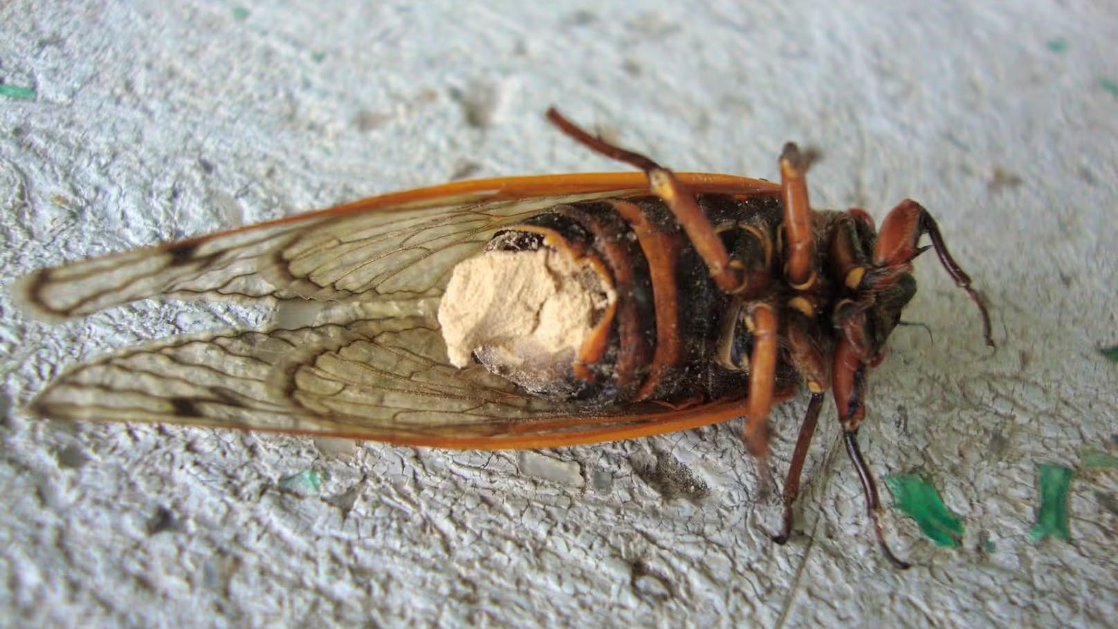 Der Pilz Massospora cicadina befällt die sogenannten periodischen Zikaden. Er zersetzt unter anderem ihre Geschlechtsorgane und füllt die entstandene Lücke mit einer Art Pfropfen aus Sporen, was zu Unfruchtbarkeit, Krankheitsübertragung und schließlich zum Tod der Zikade führt. Vor ihrem Ableben wird sie durch den Pilz noch einige Zeit fremdgesteuert.