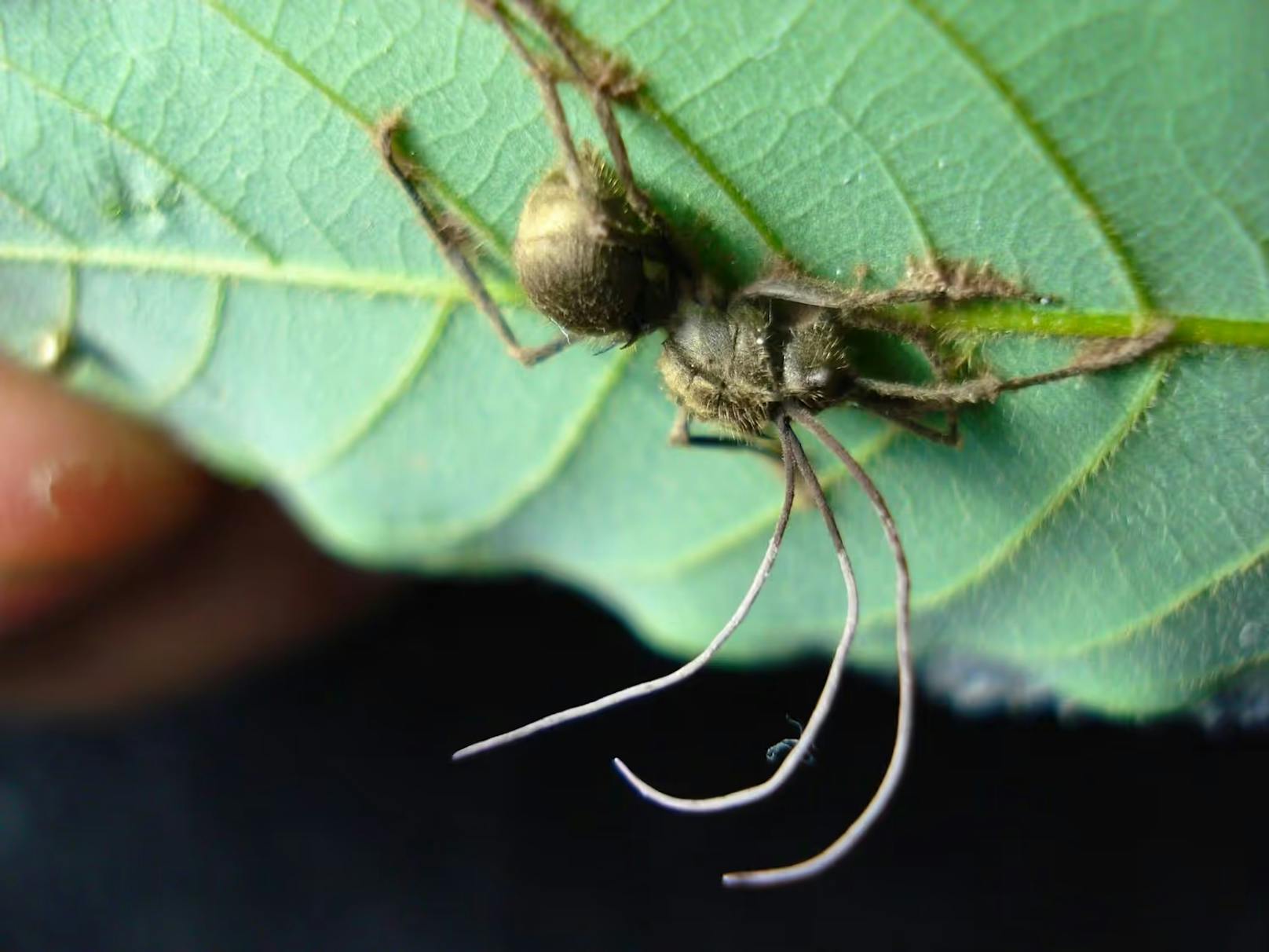 Aus der sterbenden zombifizierten Ameise wachsen schließlich je nach Art ein oder mehrere Pilzstiele. (Im Bild: Eine von Ophiocordyceps unilateralis befallene Polyrhachis-armata-Ameise)