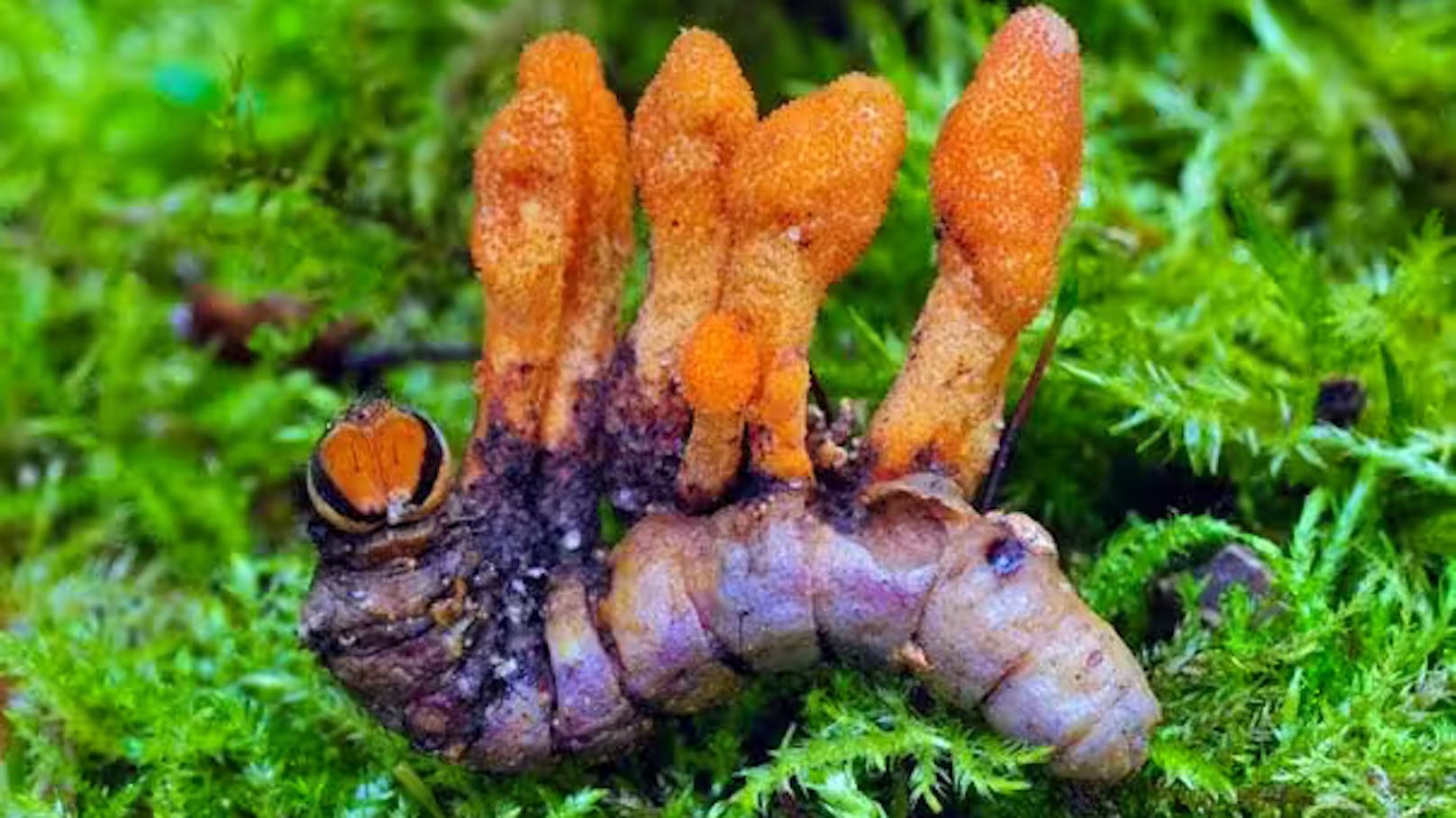 Dieser Zombiepilz könnte Krebs heilen. Britische Forschende haben nachgewiesen, dass ein im Raupenpilz Cordyceps militaris enthaltener Stoff gegen Krebs helfen kann. (Im Bild: Eine von Cordyceps militaris befallene Schmetterlingsraupe)