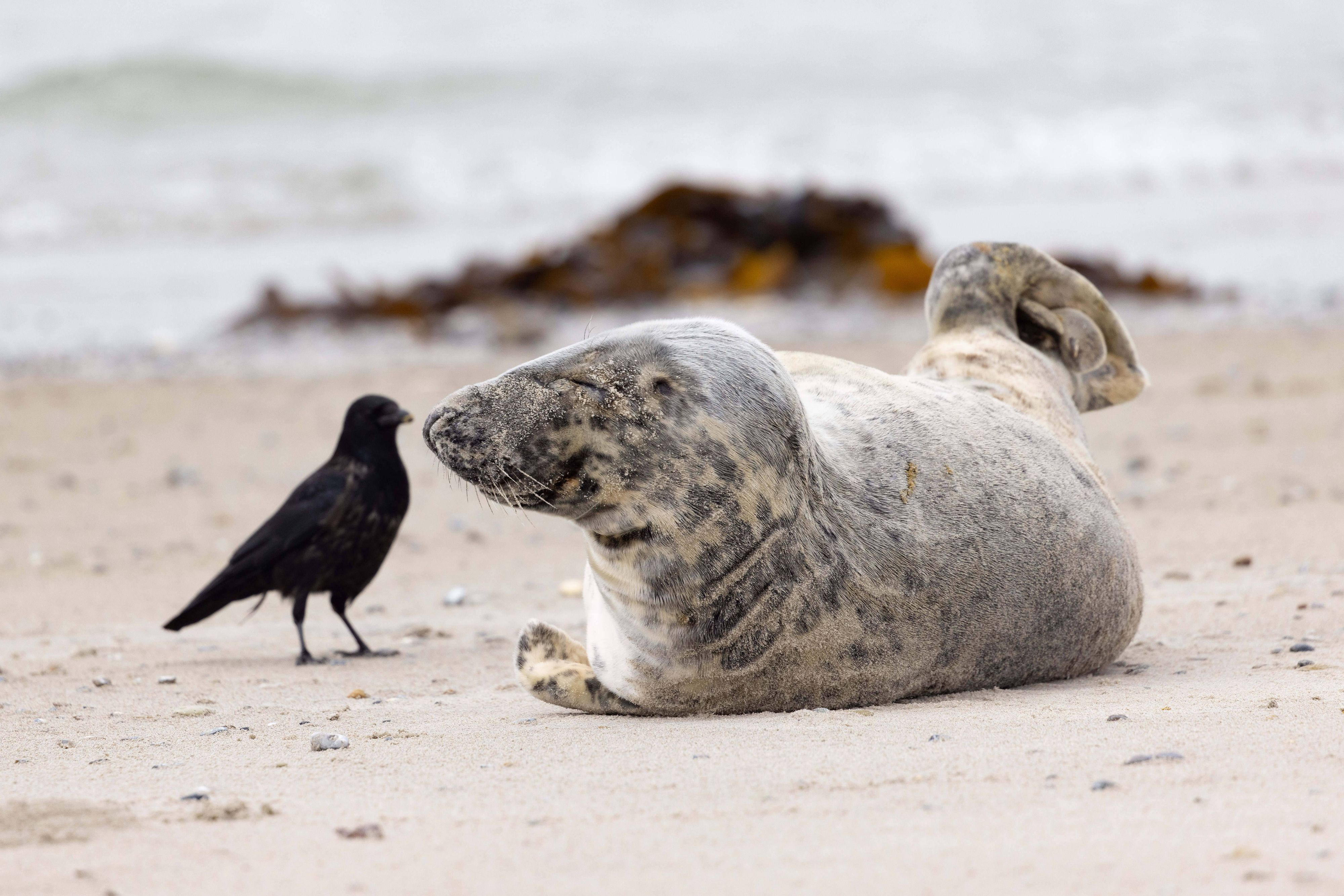 Kegelrobben sind die größten heimischen Raubtiere und streng geschützt.