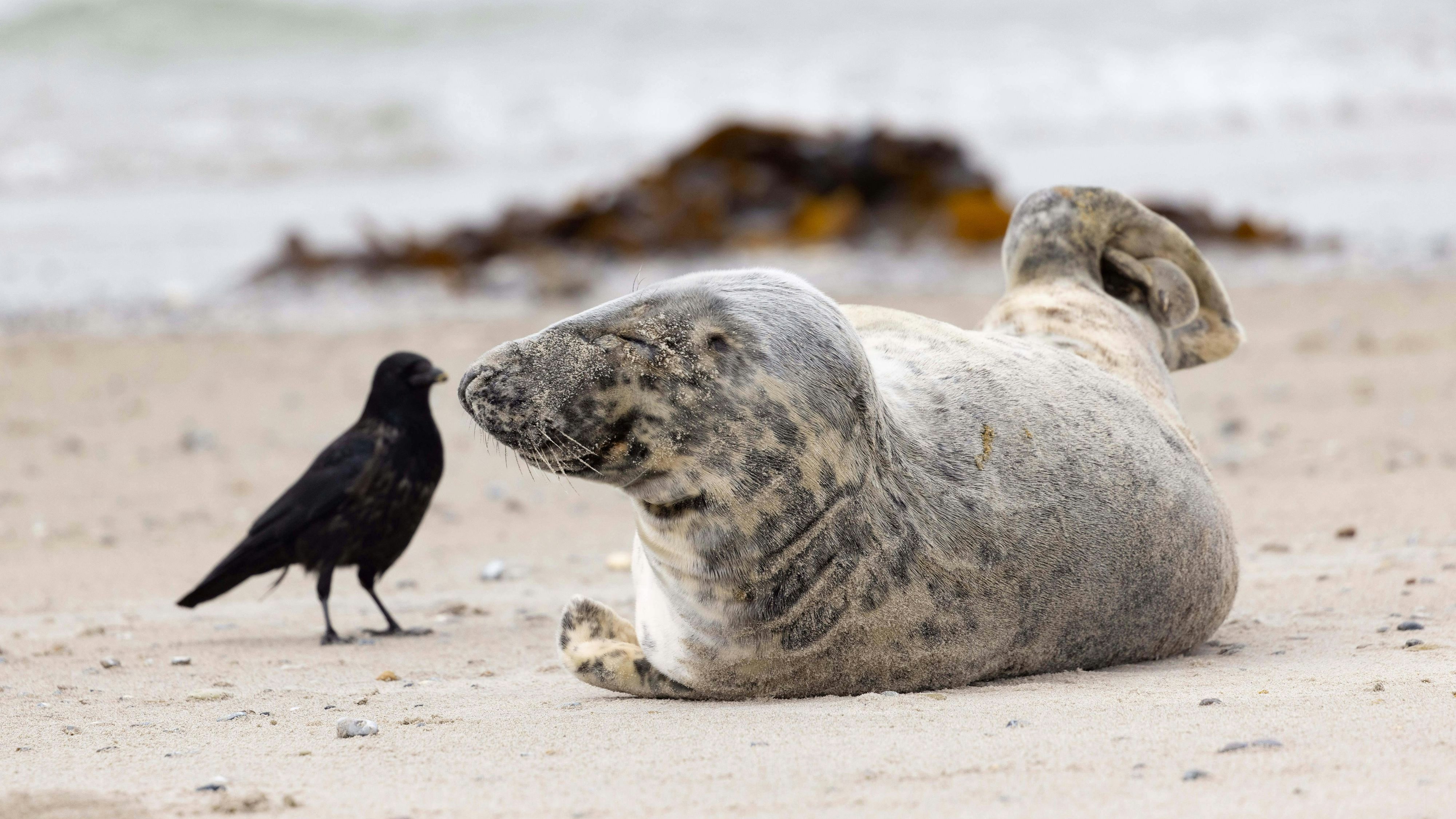 Heute.at - 40 tote Robben angespült – Forscher stehen vor Rätsel