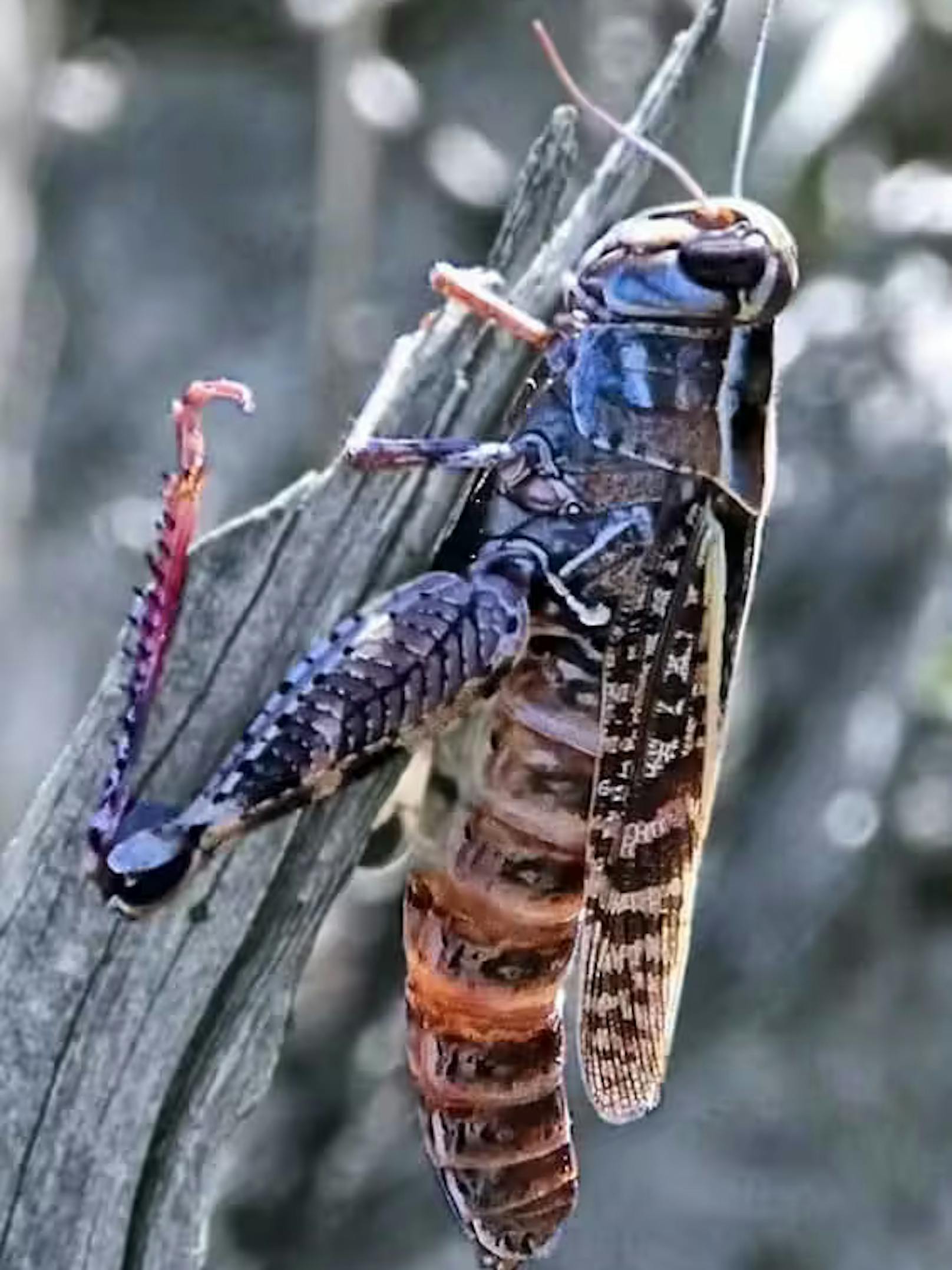 So sinkt etwa ihre Neigung zum Ortswechsel, sodass der Pilz sich lokal besser ausbreiten kann. Vor dem Tod klettert die von Entomophaga grylli befallene Heuschrecke an einen hohen Ort, wo sie sich vom Pilz gesteuert festklammert, damit sich die Sporen des Pilzes besser ausbreiten können.