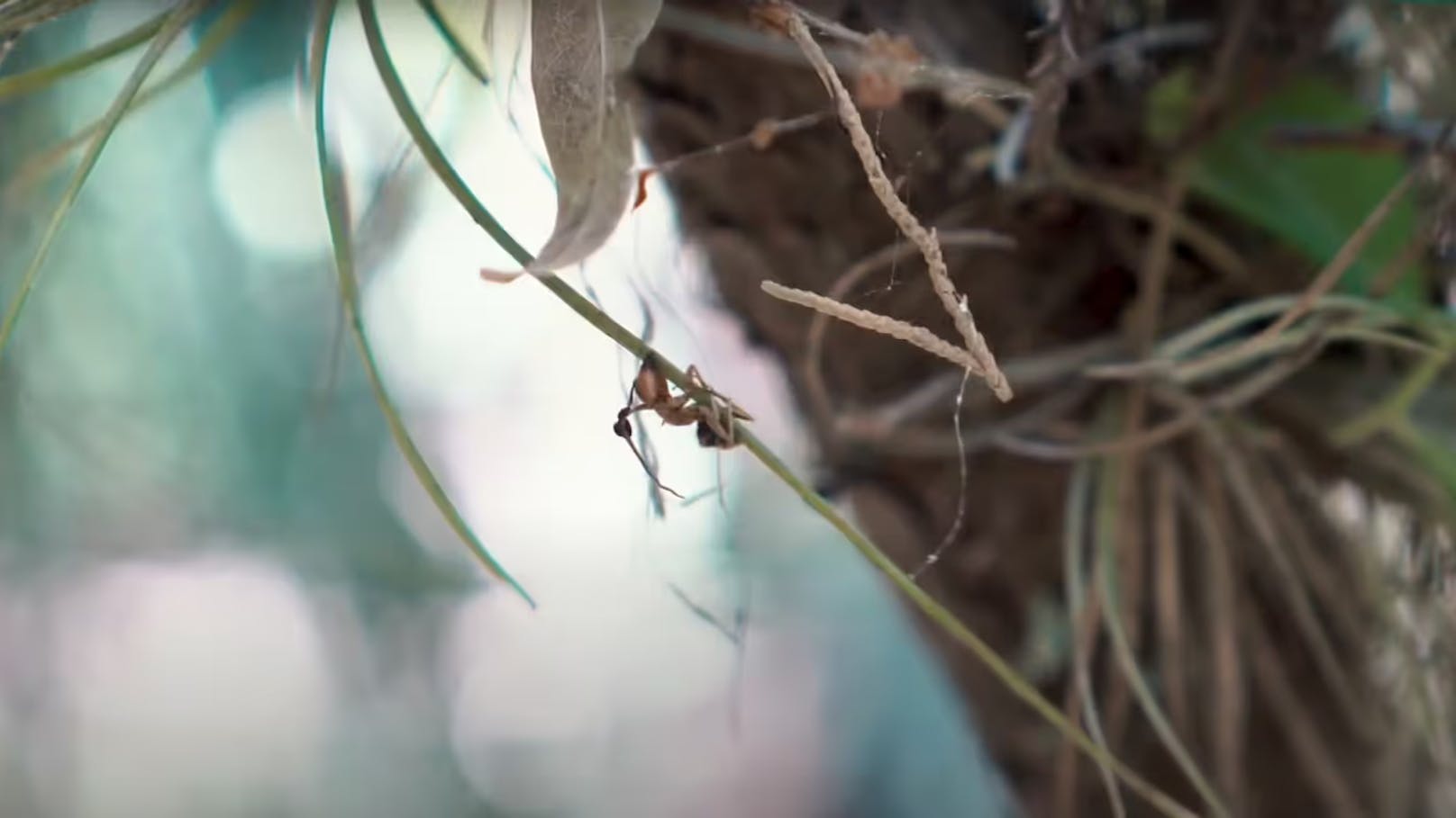 Zum Ende ihres Lebens hin bringt der Pilz die Ameise dazu, ihr Nest zu verlassen und auf einen nahen Baum zu klettern. Dort klammert sie sich mit ihrem Kiefer an ein Blatt, das über dem Waldboden hängt.