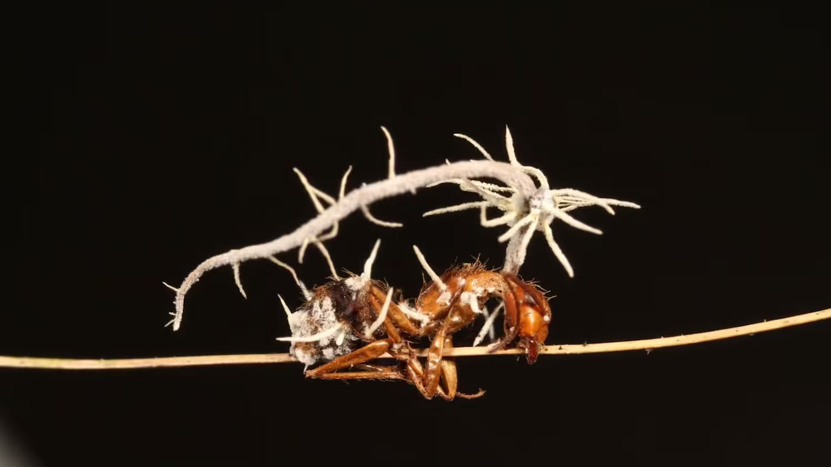 In der Realität sind es Pilze der Gattung Cordyceps, auch Ophiocordyceps genannt, die andere Lebewesen zombifizieren – das heißt: befallen, infizieren und in ihrem Sinne fremdsteuern. Sie haben es vor allem auf Ameisen abgesehen. (Im Bild: Eine von einem Cordyceps-Pilz befallene Ameise)