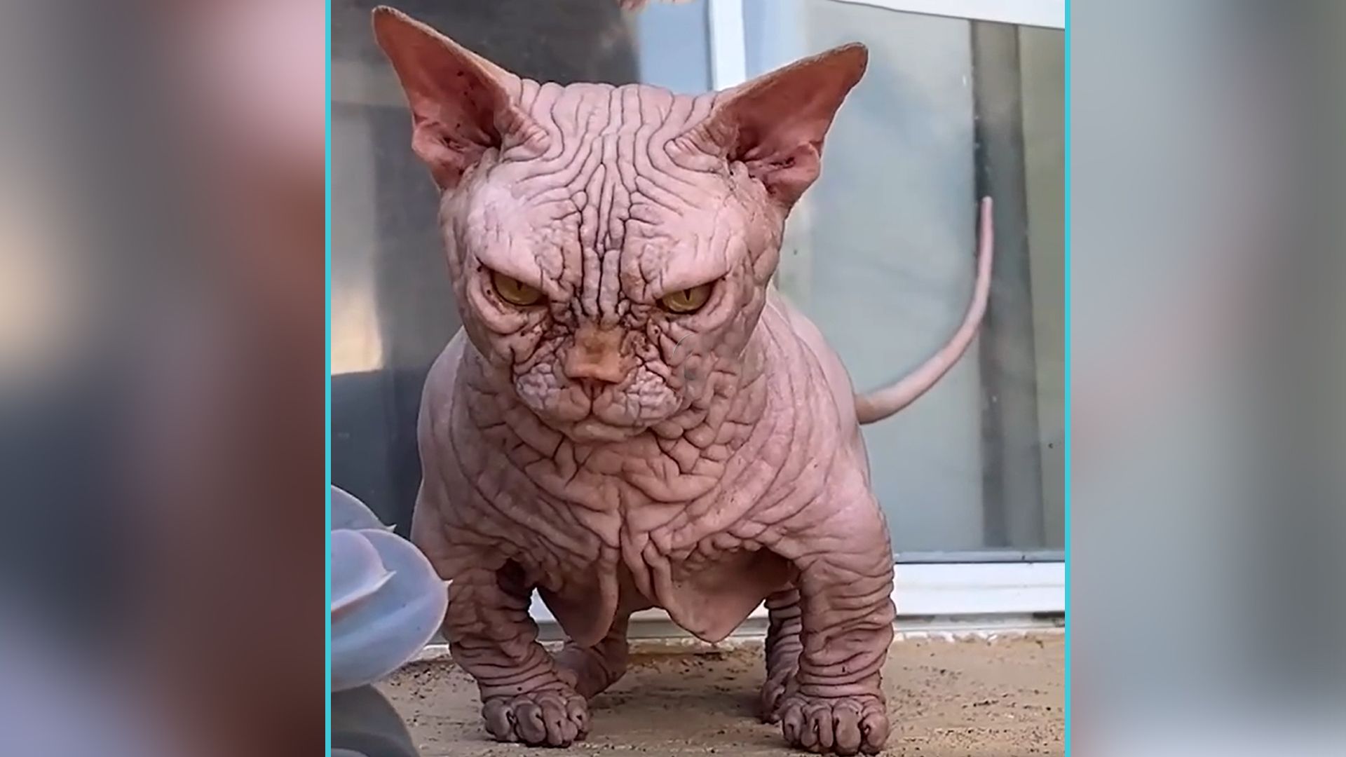 Wieso möchte man mit SO einer Katze kuscheln?