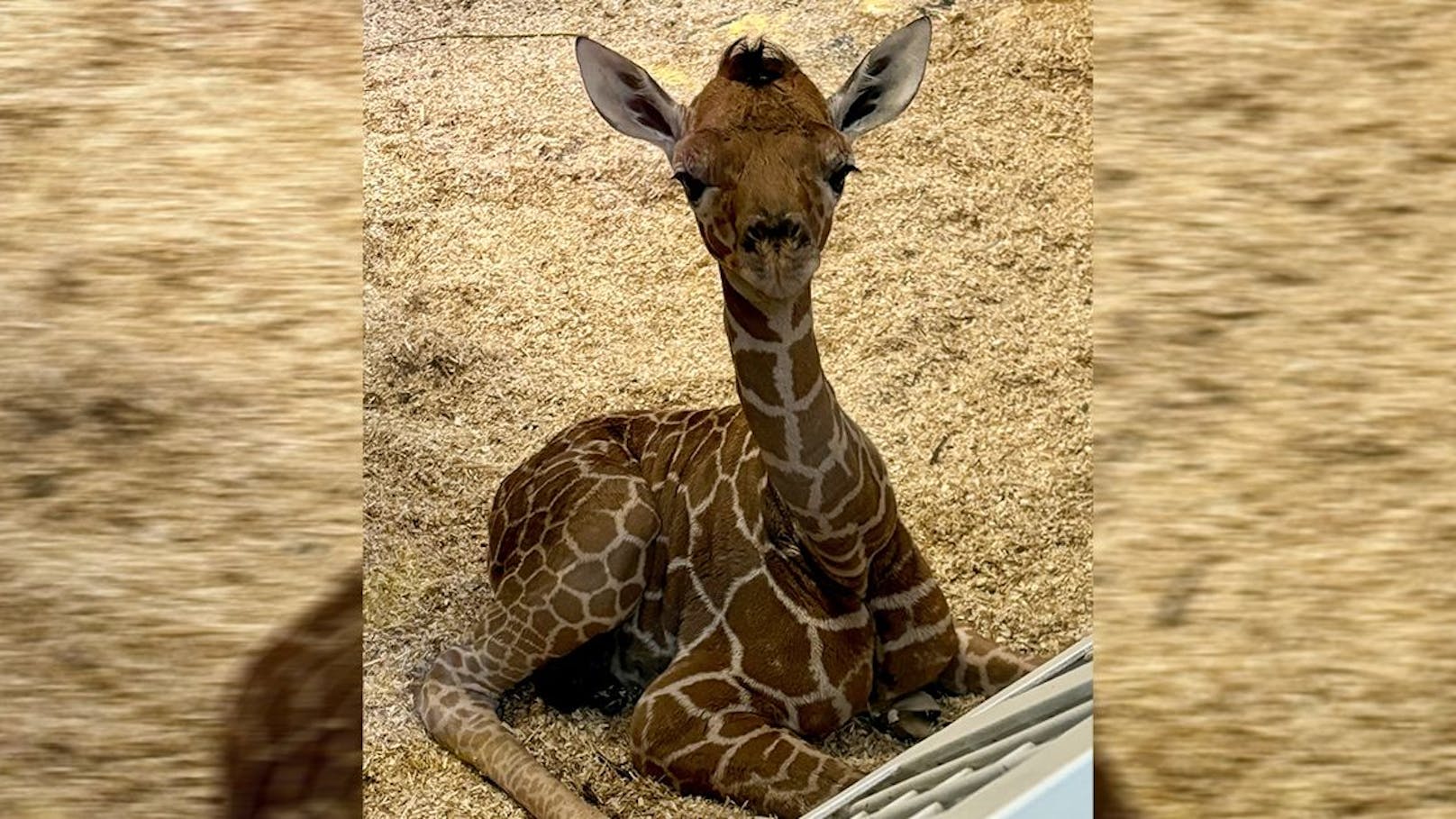 Giraffen-Baby in Schönbrunn – doch Freude ist getrübt