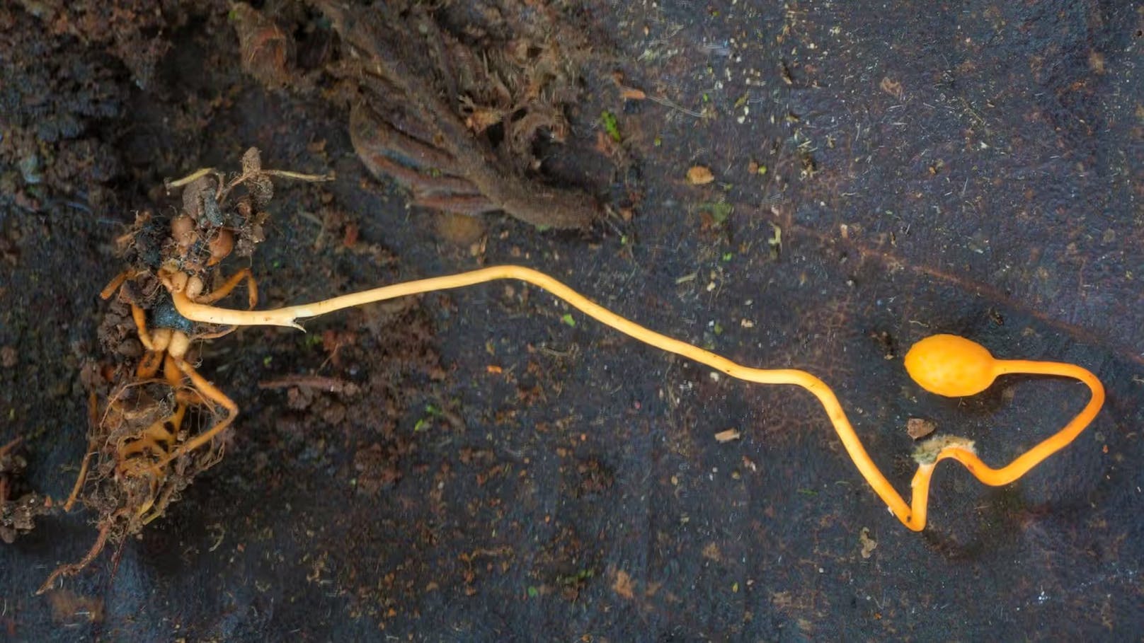 Der Pilz Ophiocordyceps sphecocephala hat sich auf Wespen und Bienen spezialisiert. Dabei ist er aber nicht allzu wählerisch: Soweit bekannt parasitiert er mindestens 16 verschiedene Arten. (Im Bild: Fruchtkörper von Ophiocordyceps sphecocephala auf dem Kadaver einer Wespenart in Yunnan.)