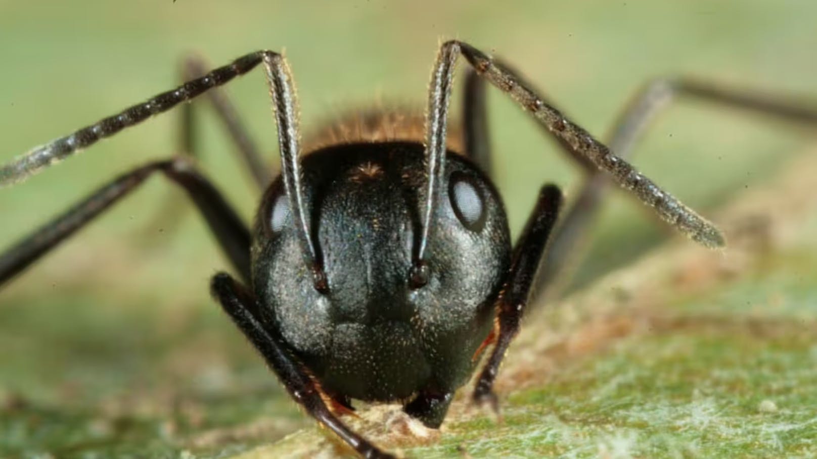 Die befallene Ameise beteiligt sich zunächst nicht mehr an der Futtersuche und hört auf mit ihren Nestgenossinnen zu kommunizieren. Dann wird sie zusehends hyperaktiv. Und das rund um die Uhr. (Im Bild: Eine noch lebende Camponotus-leonardi-Ameise, die sich in die Mittelader eines Blattes in Thailand verbissen hat.)