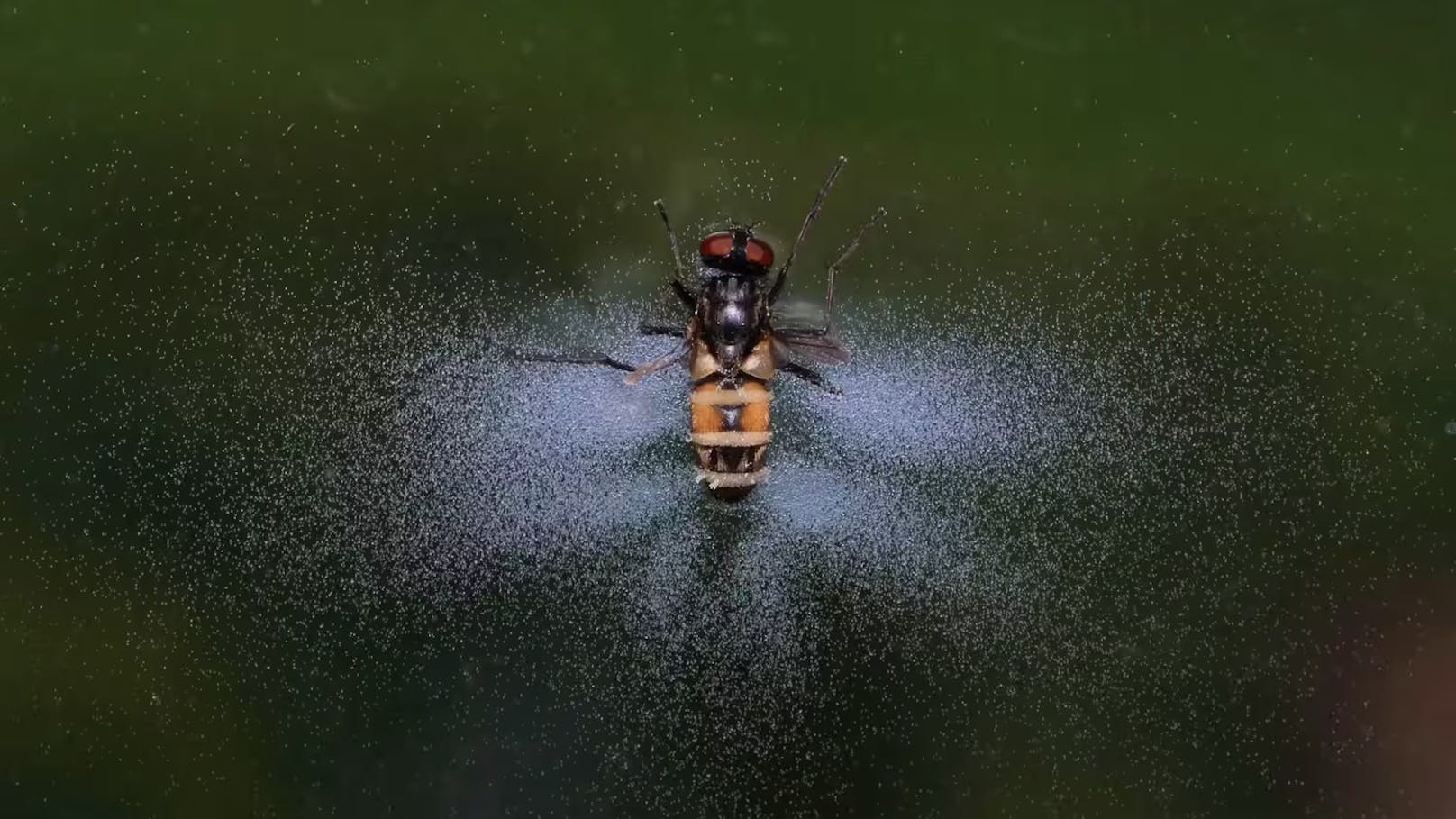 Nachdem Entomophthora muscae die Weibchen befallen hat, sondert er eine Art Aphrodisiakum ab, dem die Männchen nicht widerstehen können. Sie stürzen sich auf die infizierten Weibchen und gabeln so ihrerseits den Pilz auf. So tragen sie zu dessen Verbreitung bei, bevor sie ihm selbst zum Opfer fallen. (Im Bild: Stubenfliege nach Befall und Verbreitung der Sporen)