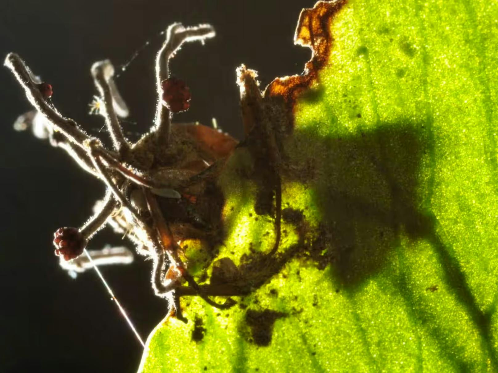 Alles beginnt mit einer Pilzspore auf dem Waldboden. Nimmt eine Ameise sie über die Nahrung auf, fängt der Pilz an in ihr zu wachsen, infiltriert ihr zentrales Nervensystem und beginnt Muskeln und Willen seines Wirts zu steuern. (Im Bild: Ophiocordyceps camponoti-balzani, der Ameisen im atlantischen Regenwald in Brasilien befällt.)