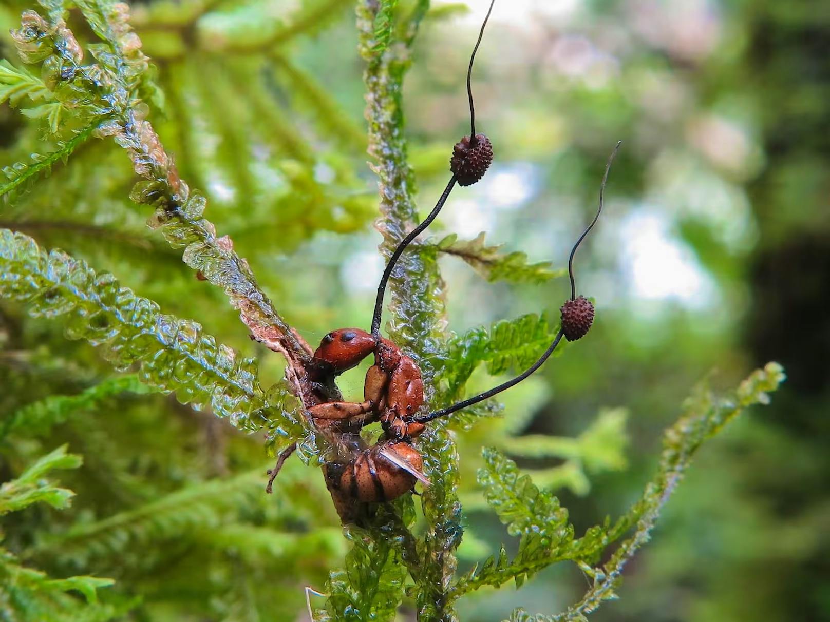 Über 30 verschiedene von Ameisen zombifizierte Pilze sind bislang bekannt. Es könnte aber bis zu 600 Cordyceps-Arten geben, schätzen Forschende, wobei jede Art auf jeweils eine spezielle Ameisenart spezialisiert ist. (Im Bild: Eine von Ophiocordyceps albacongiuae befallene Ameise in Kolumbien)