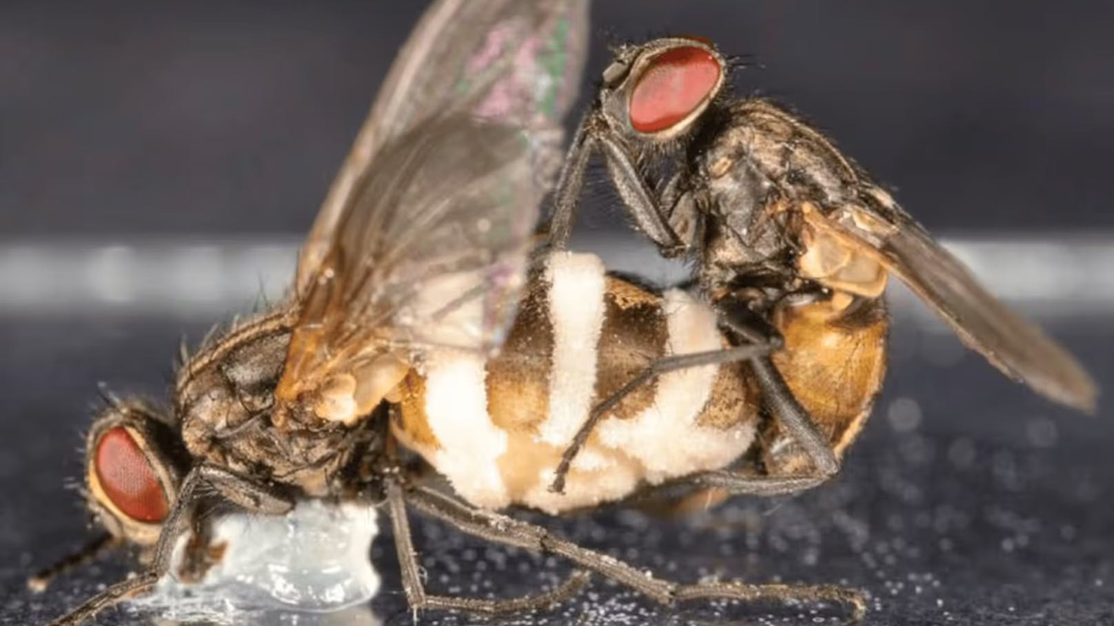 Ein solches Beispiel ist Entomophthora muscae, auf Deutsch: Fliegentöter: Der Pilz sorgt dafür, dass Stubenfliegenmännchen um verendete Weibchen keinen großen Bogen machen, sondern sich mit ihnen hingebungsvoll paaren – und dann ebenfalls sterben.