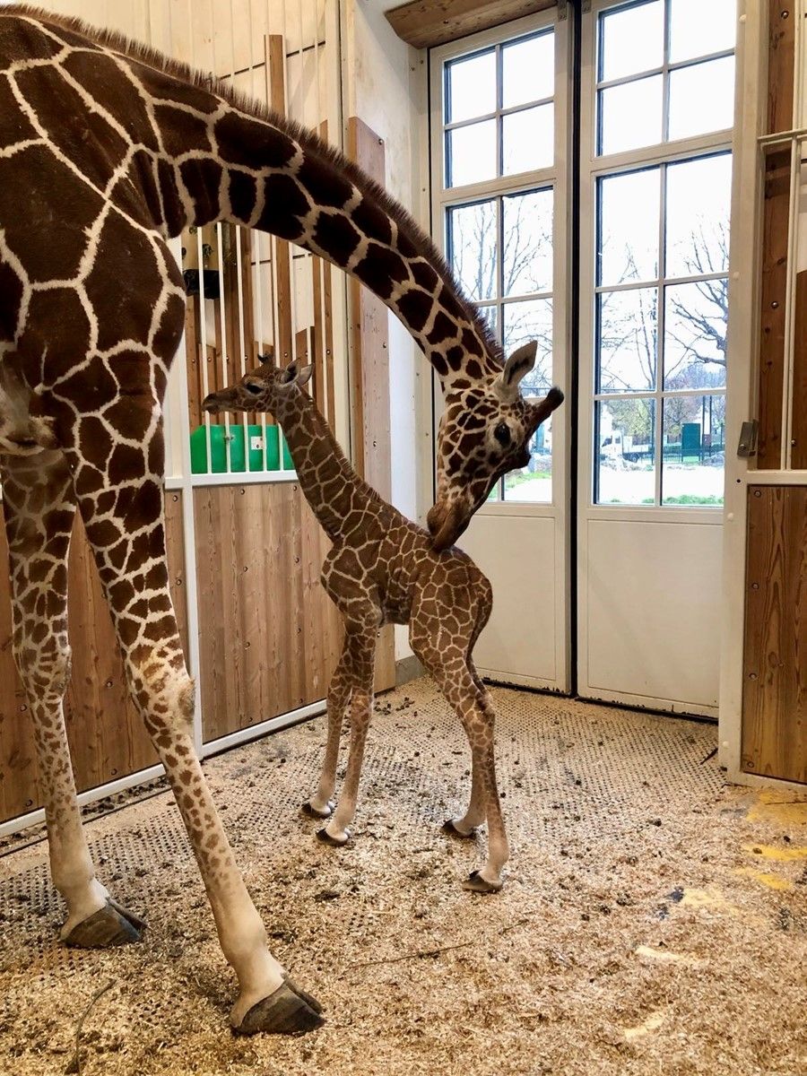 Nach drei Todesfällen im Giraffengehege des Schönbrunner Zoos wird die Zucht nun eingestellt.