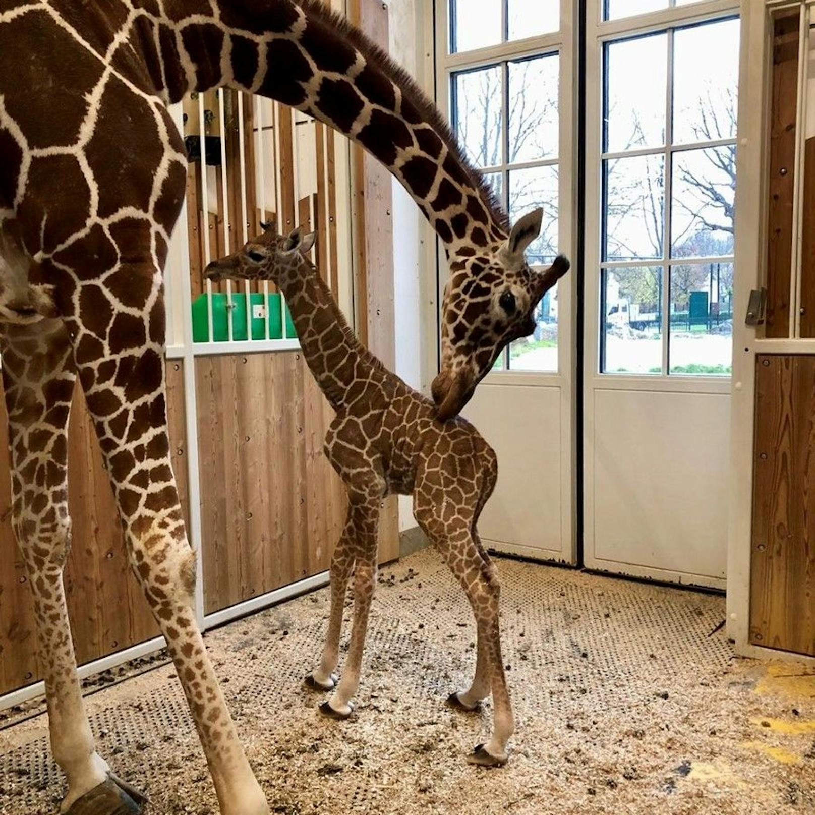 Die Mutter kümmert sich liebevoll um den neuen Nachwuchs.