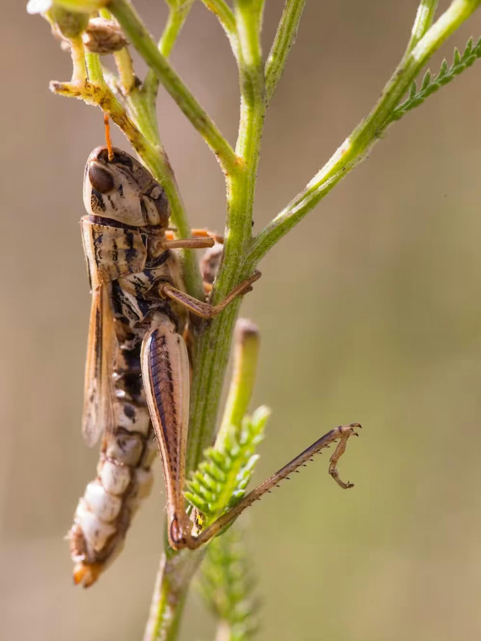 Der Pilz Entomophaga grylli ist auf Heuschrecken spezialisiert. Seine Sporen durchdringen die äußere Haut (Kutikula) der Schrecken. Der Pilz vermehrt sich dann im Blut und wächst auf den inneren Organen und bewirkt bei ihnen mehrere Verhaltensänderungen.