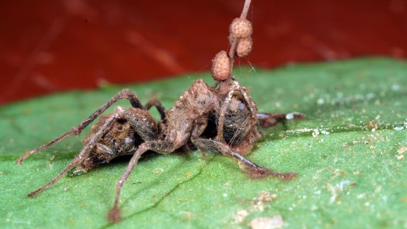 Weil die Ameisen für den Sporenregen so hoch hinaus klettern, sprechen Fachleute von einer «summit disease» – Gipfelkrankheit. Das Vorgehen der verschiedenen Cordyceps-Arten ist äußerst effektiv. (Im Bild: Eine tote Camponotus-leonardi Ameise, die von Ophiocordyceps unilateralis befallen ist.)