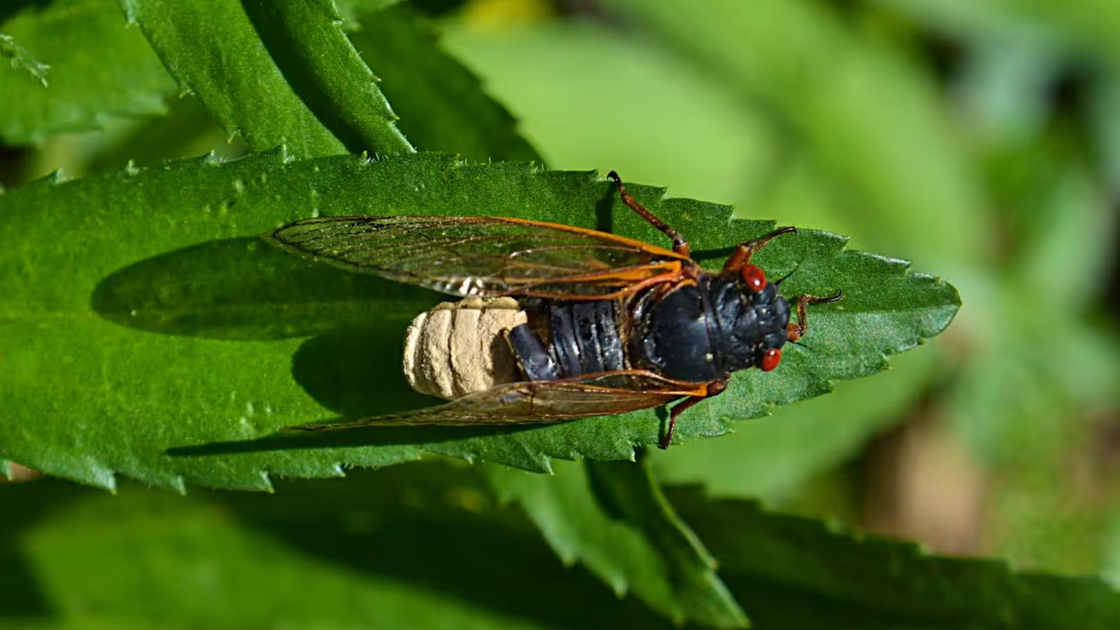 Die Sporen von Massospora cicadina werden auch noch auf andere Weise verbreitet: Der Pilz produziert in den Zikaden auch noch den Halluzinationen hervorrufenden Stoff Psilocybin und das natürliche Amphetamin Cathinon: Damit hält er seinen Wirt trotz Organverlust am Leben und sorgt dafür, dass die Tiere hyperaktiv und hypersexuell werden.