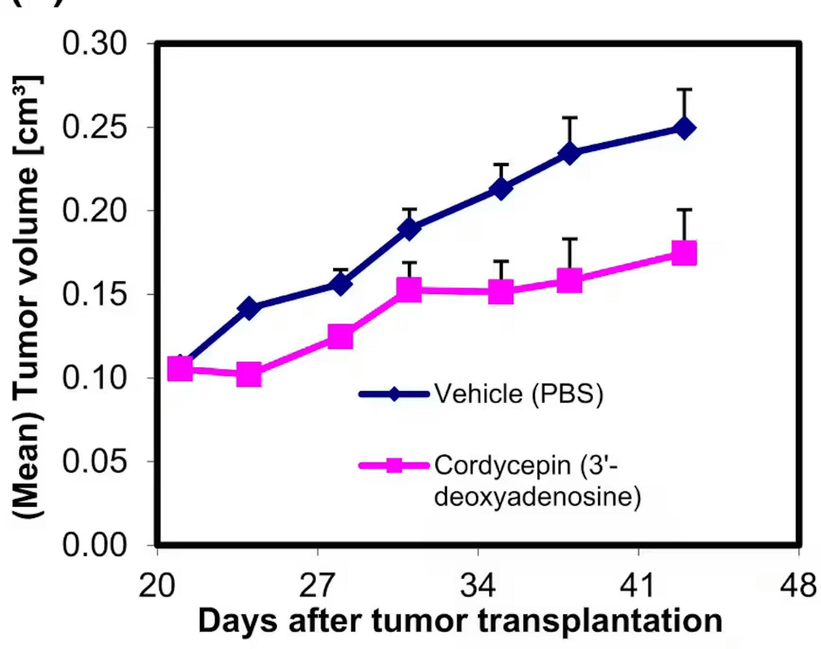 In Tests mit Mäusen zeigte das Team, dass das sogenannte Cordycepin zu einer deutlichen Reduzierung des Tumorwachstums und der Streuung führte. Bis zur Marktreife braucht es jedoch noch weitere Forschung.